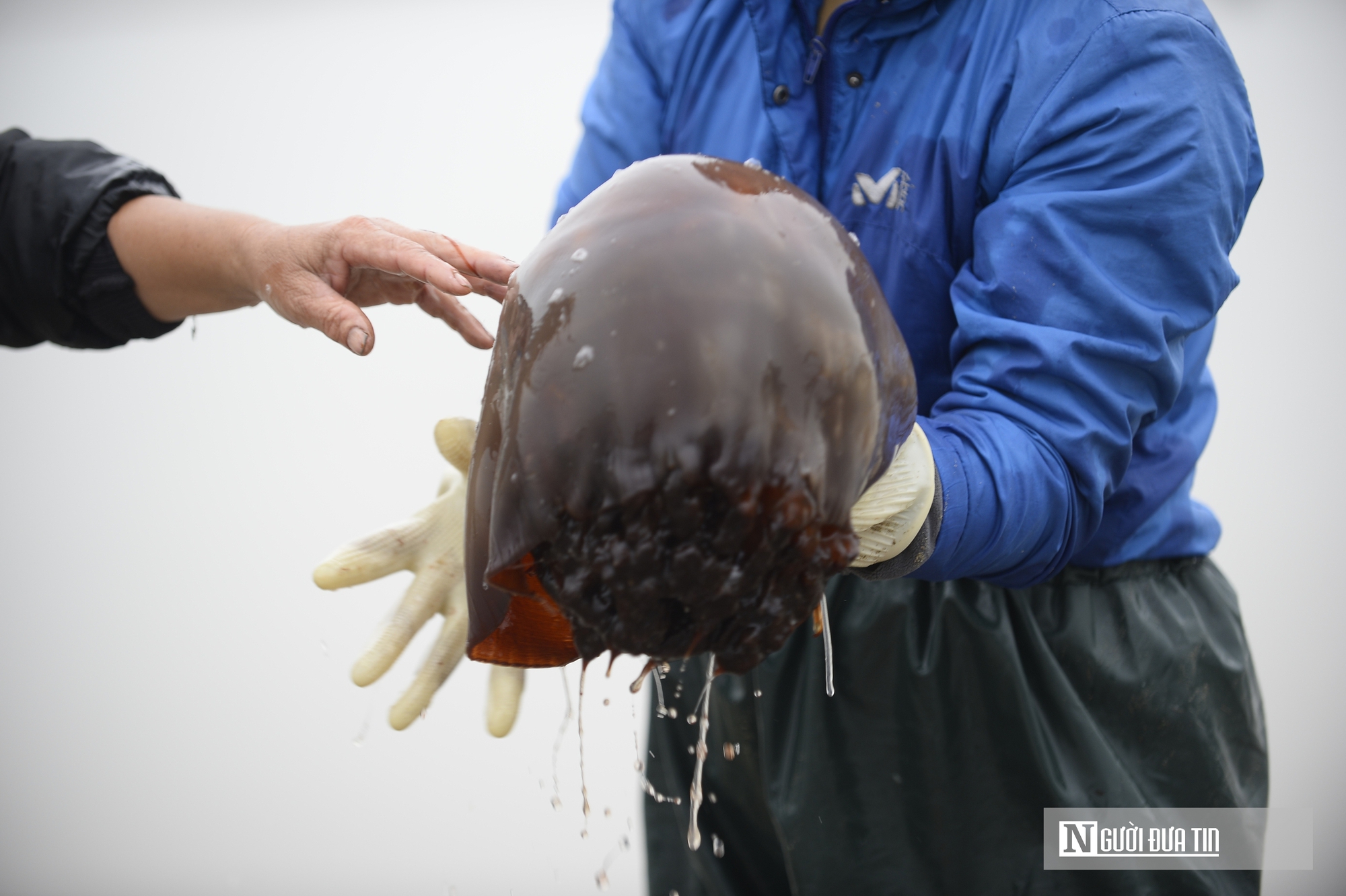 Sứa biển v&agrave;o m&ugrave;a, ngư d&acirc;n kiếm tiền triệu mỗi chuyến ra khơi- Ảnh 6.