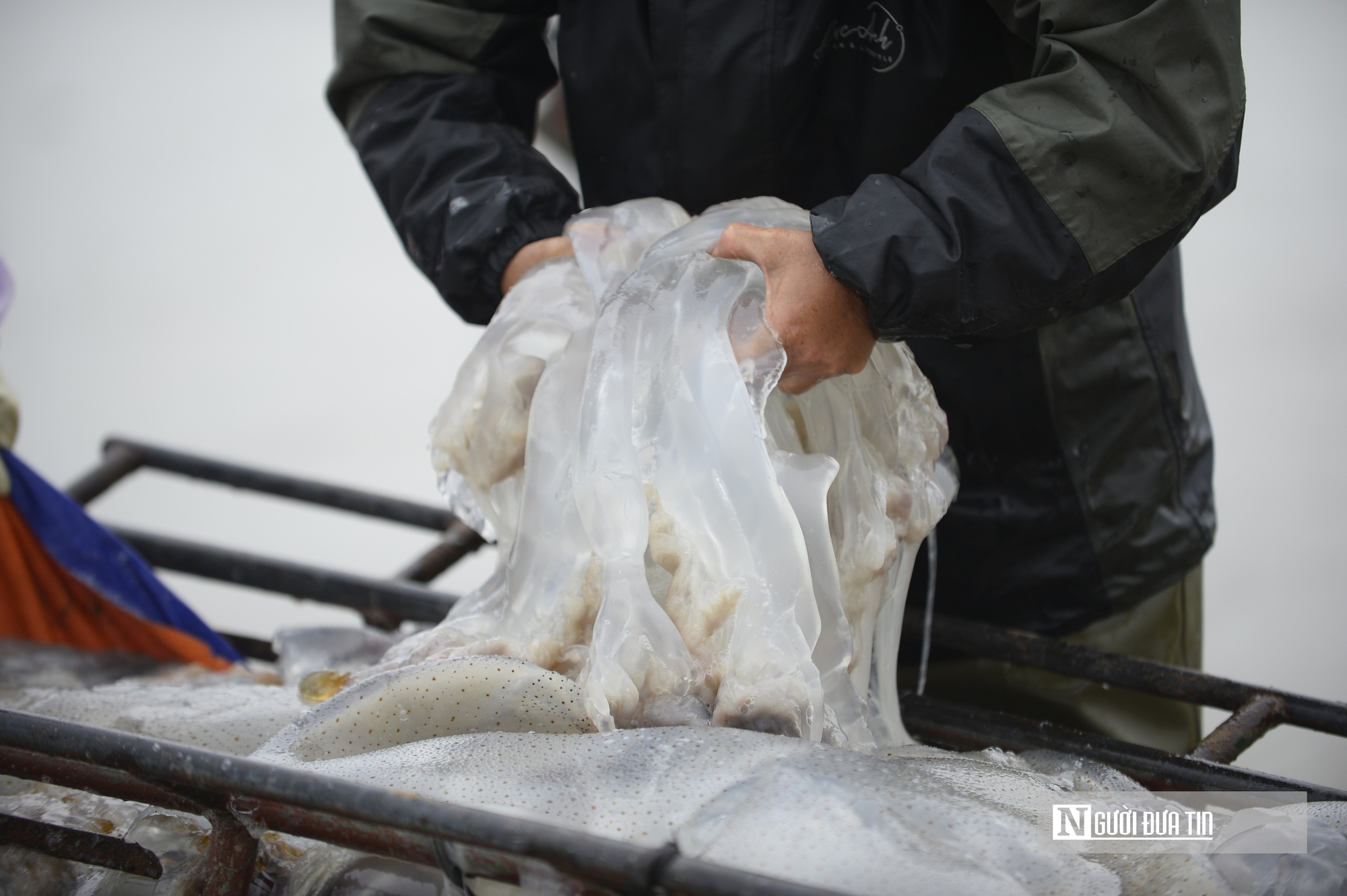 Sứa biển v&agrave;o m&ugrave;a, ngư d&acirc;n kiếm tiền triệu mỗi chuyến ra khơi- Ảnh 7.