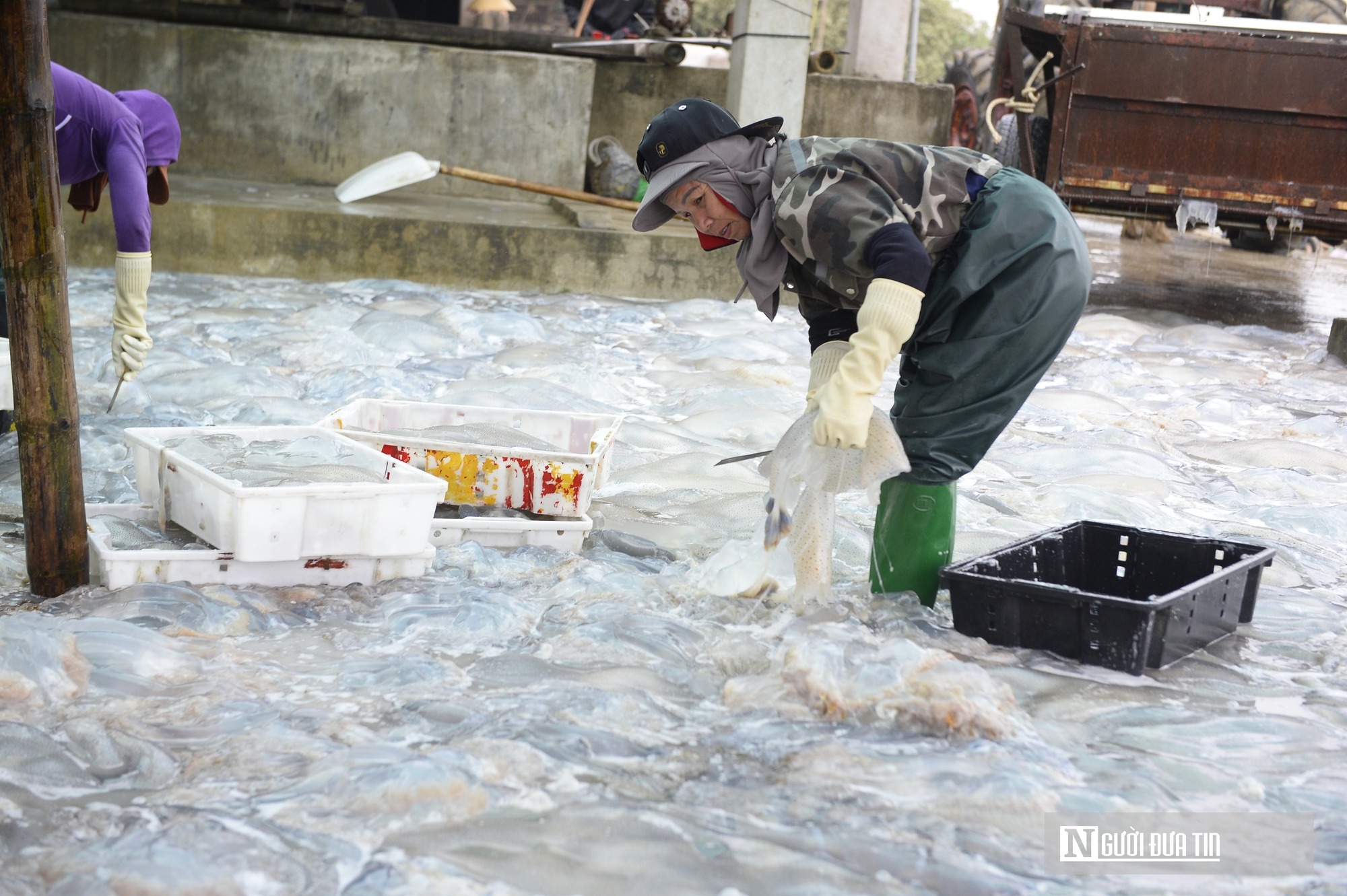 Sứa biển v&agrave;o m&ugrave;a, ngư d&acirc;n kiếm tiền triệu mỗi chuyến ra khơi- Ảnh 9.