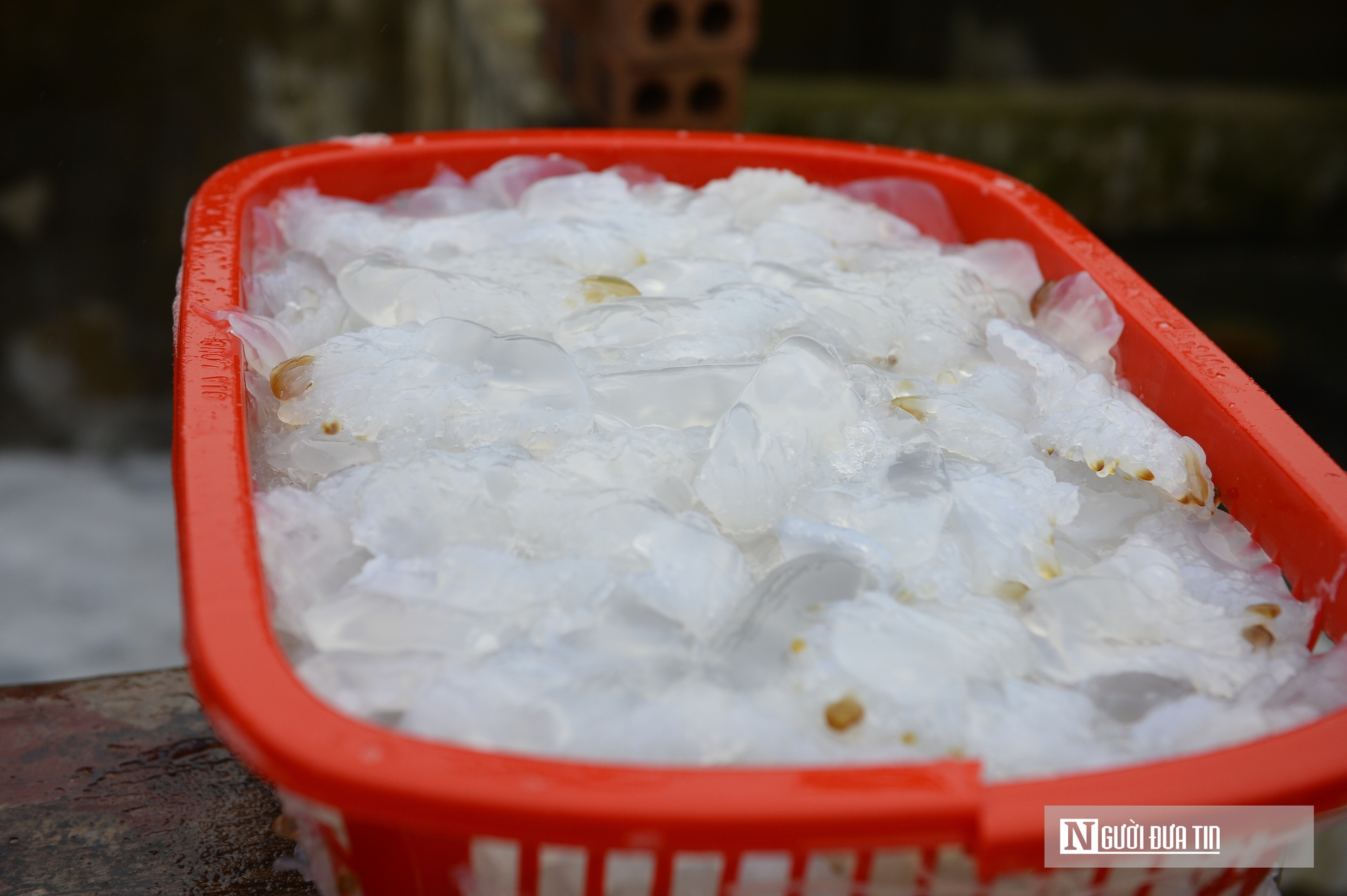 Sứa biển v&agrave;o m&ugrave;a, ngư d&acirc;n kiếm tiền triệu mỗi chuyến ra khơi- Ảnh 10.