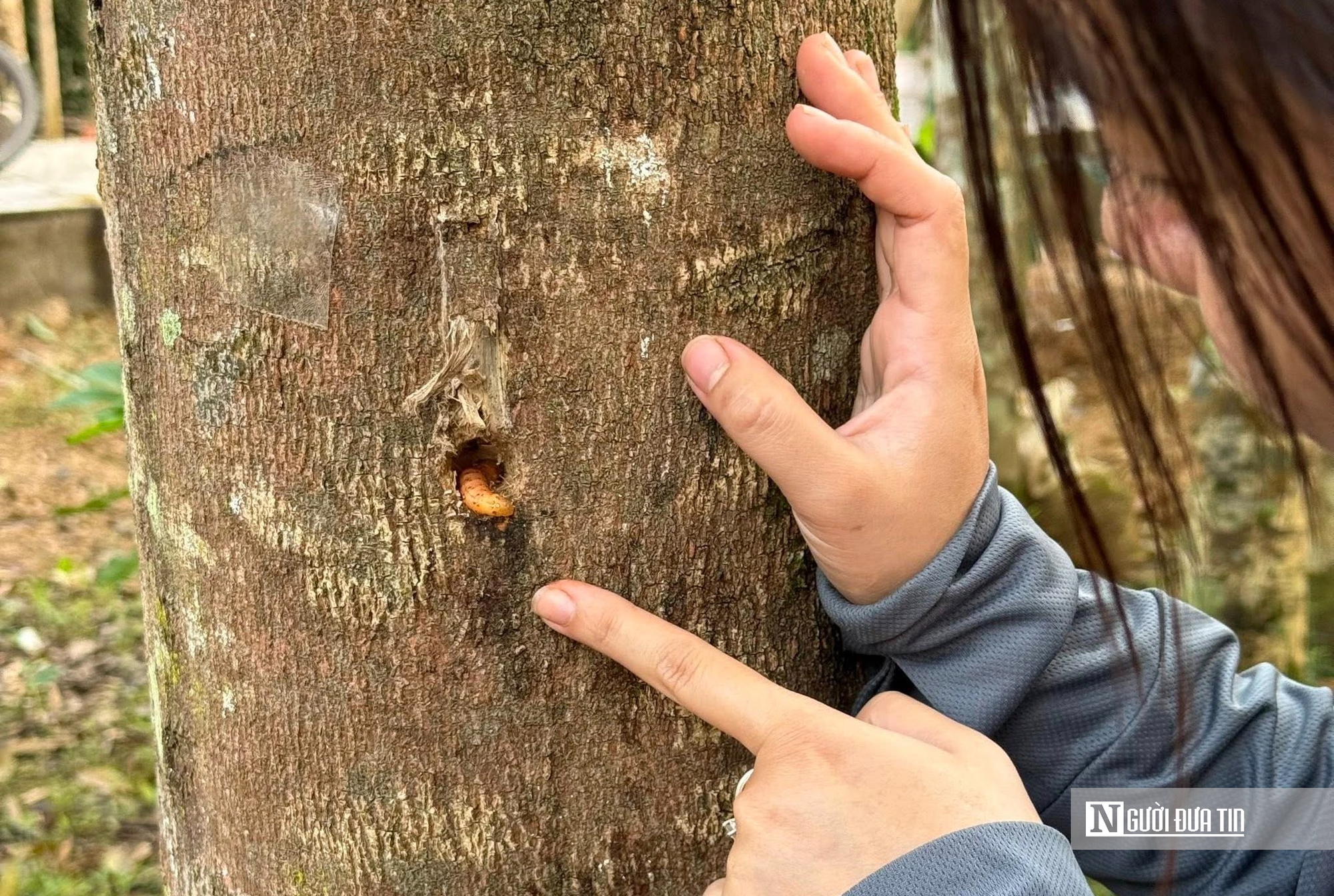 Cô gái trẻ từ bỏ phố thị xa hoa, trở về quê khởi nghiệp với nghề truyền thống- Ảnh 2. Cô gái trẻ từ bỏ phố thị xa hoa, trở về quê khởi nghiệp với nghề truyền thống- Ảnh 2.