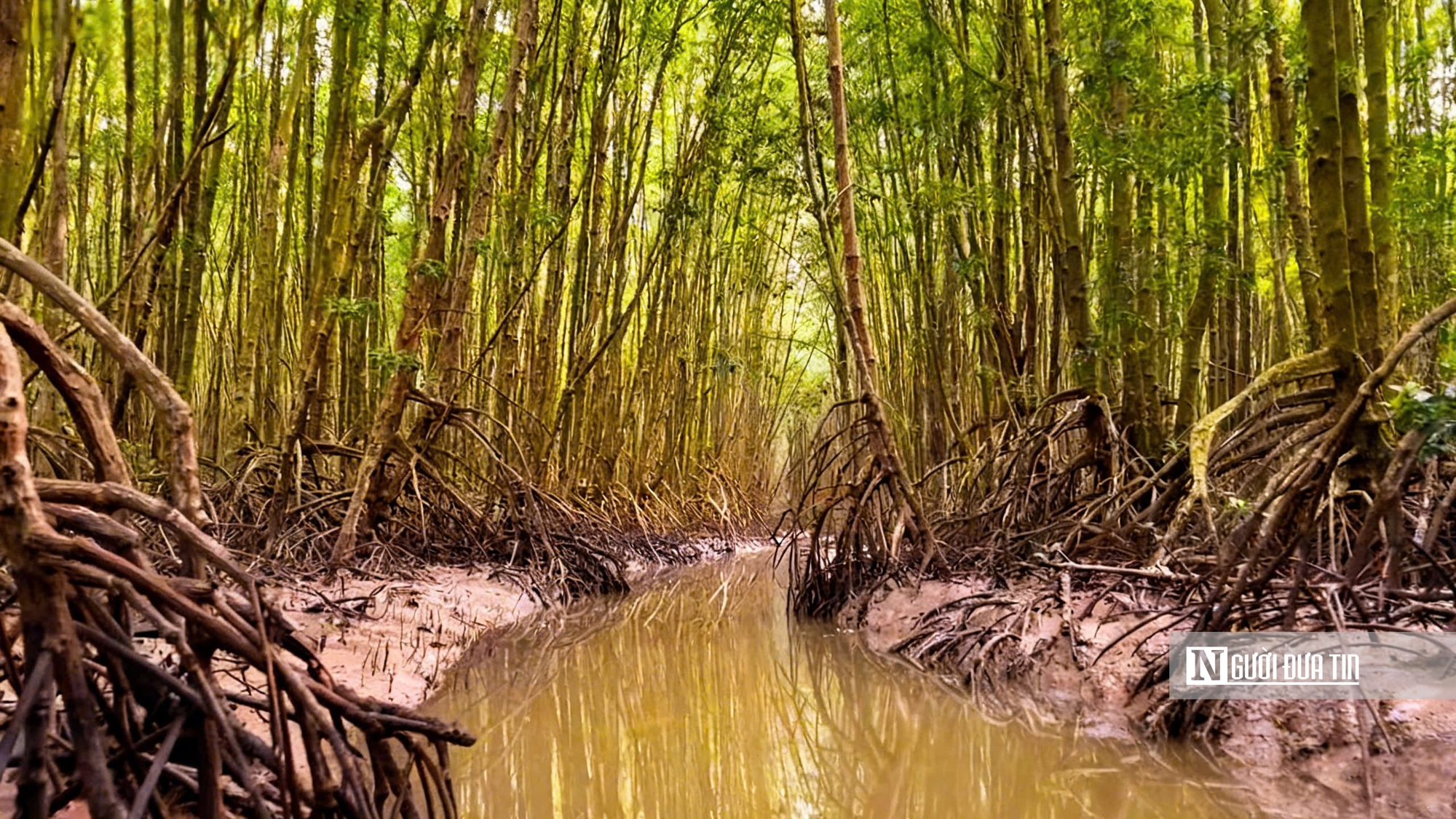 Theo chân ngư dân săn “cá biết bò” ở Đất Mũi- Ảnh 1. Theo chân ngư dân săn “cá biết bò” ở Đất Mũi- Ảnh 1.