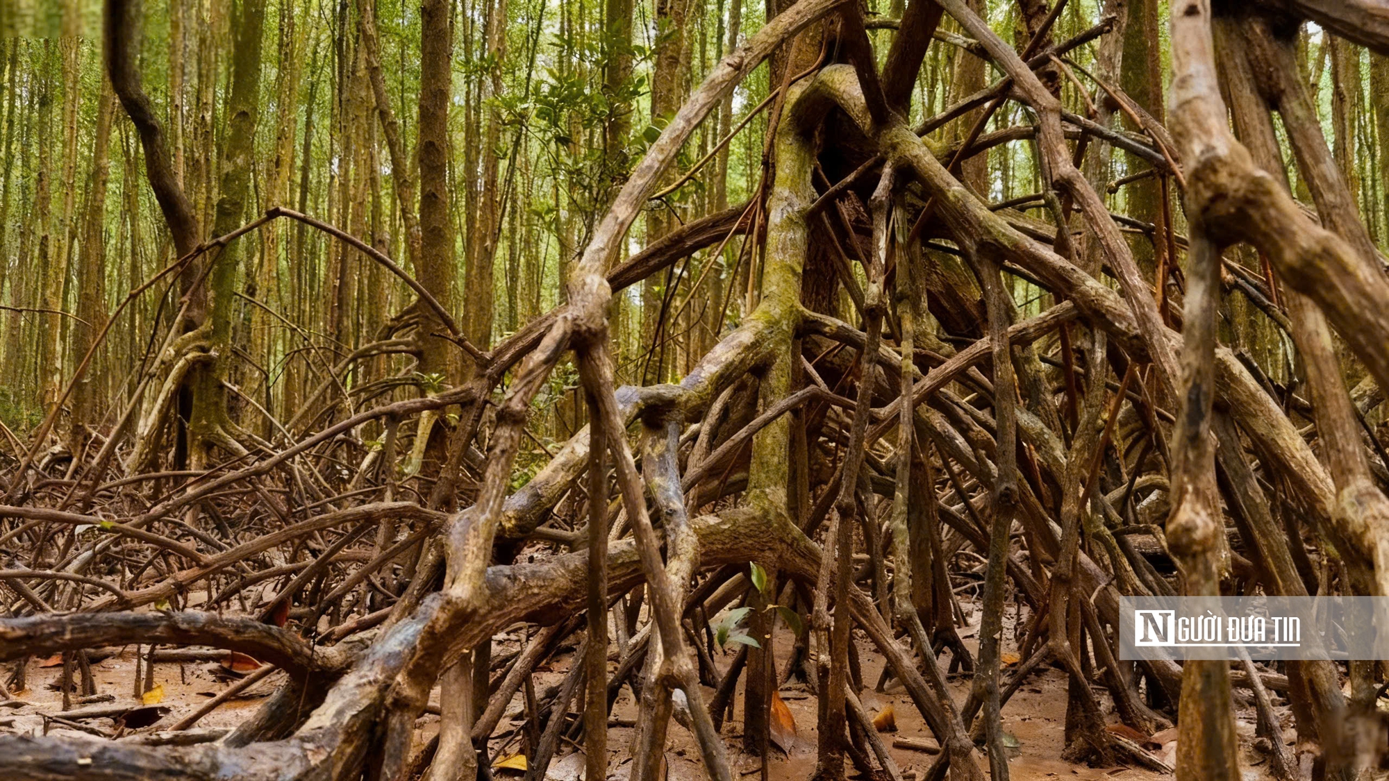 Theo chân ngư dân săn “cá biết bò” ở Đất Mũi- Ảnh 6. Theo chân ngư dân săn “cá biết bò” ở Đất Mũi- Ảnh 6.