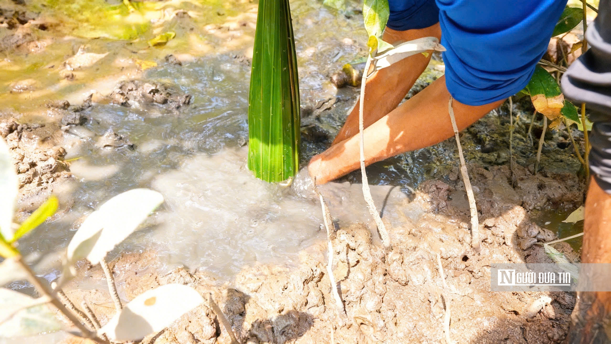 Theo chân ngư dân săn “cá biết bò” ở Đất Mũi- Ảnh 8. Theo chân ngư dân săn “cá biết bò” ở Đất Mũi- Ảnh 8.