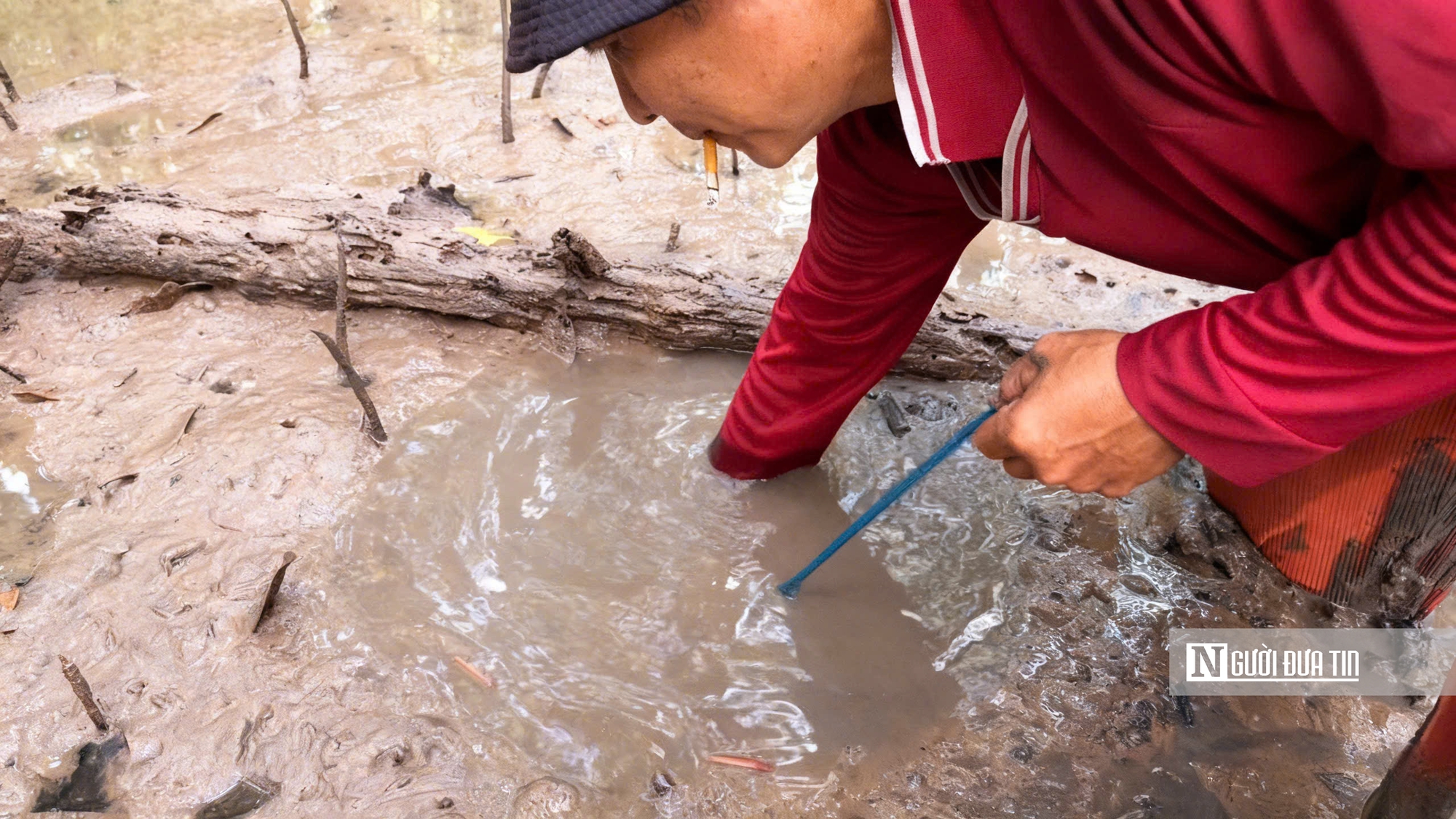 Theo chân ngư dân săn “cá biết bò” ở Đất Mũi- Ảnh 9. Theo chân ngư dân săn “cá biết bò” ở Đất Mũi- Ảnh 9.