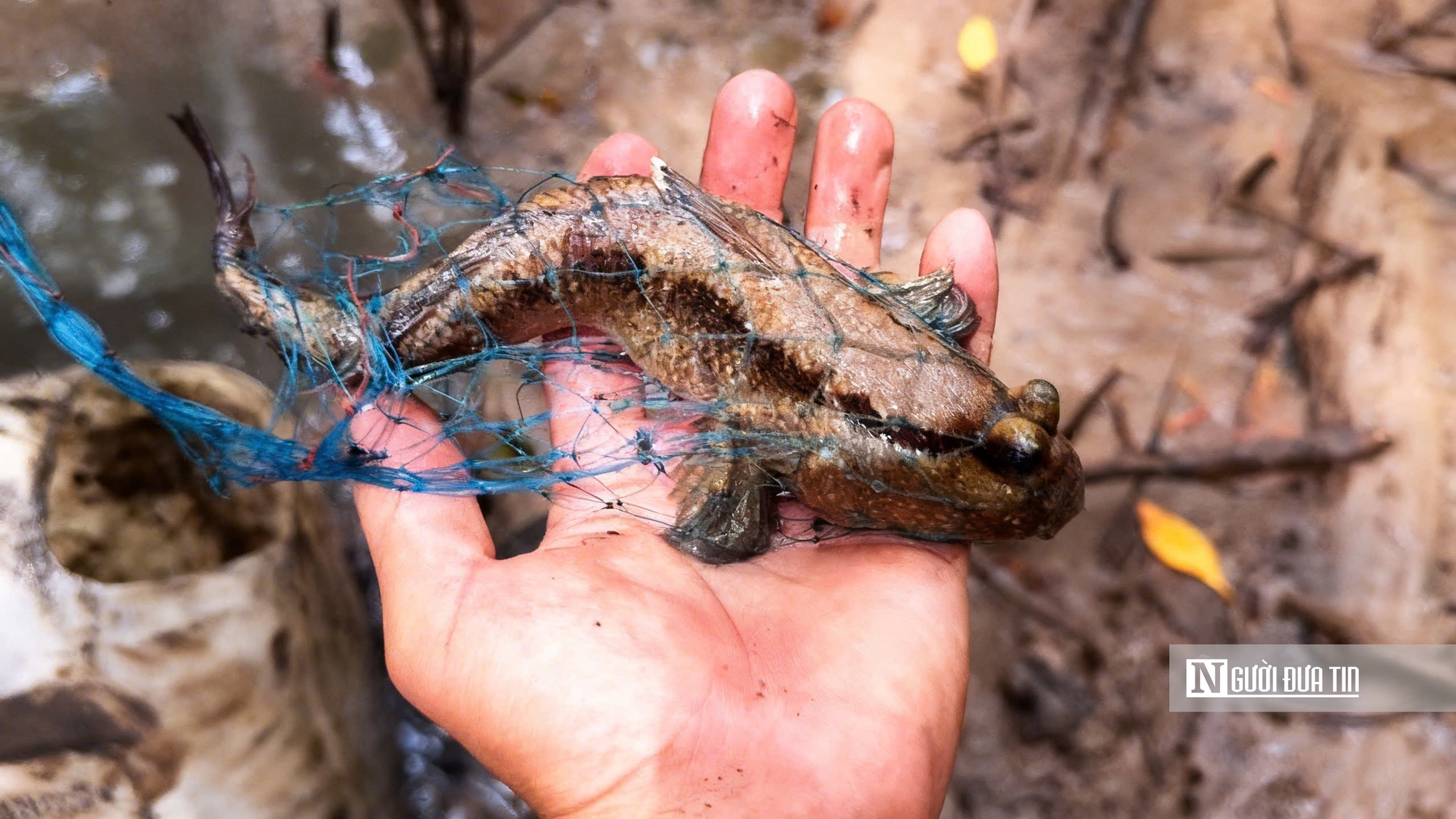 Theo chân ngư dân săn “cá biết bò” ở Đất Mũi- Ảnh 10. Theo chân ngư dân săn “cá biết bò” ở Đất Mũi- Ảnh 10.