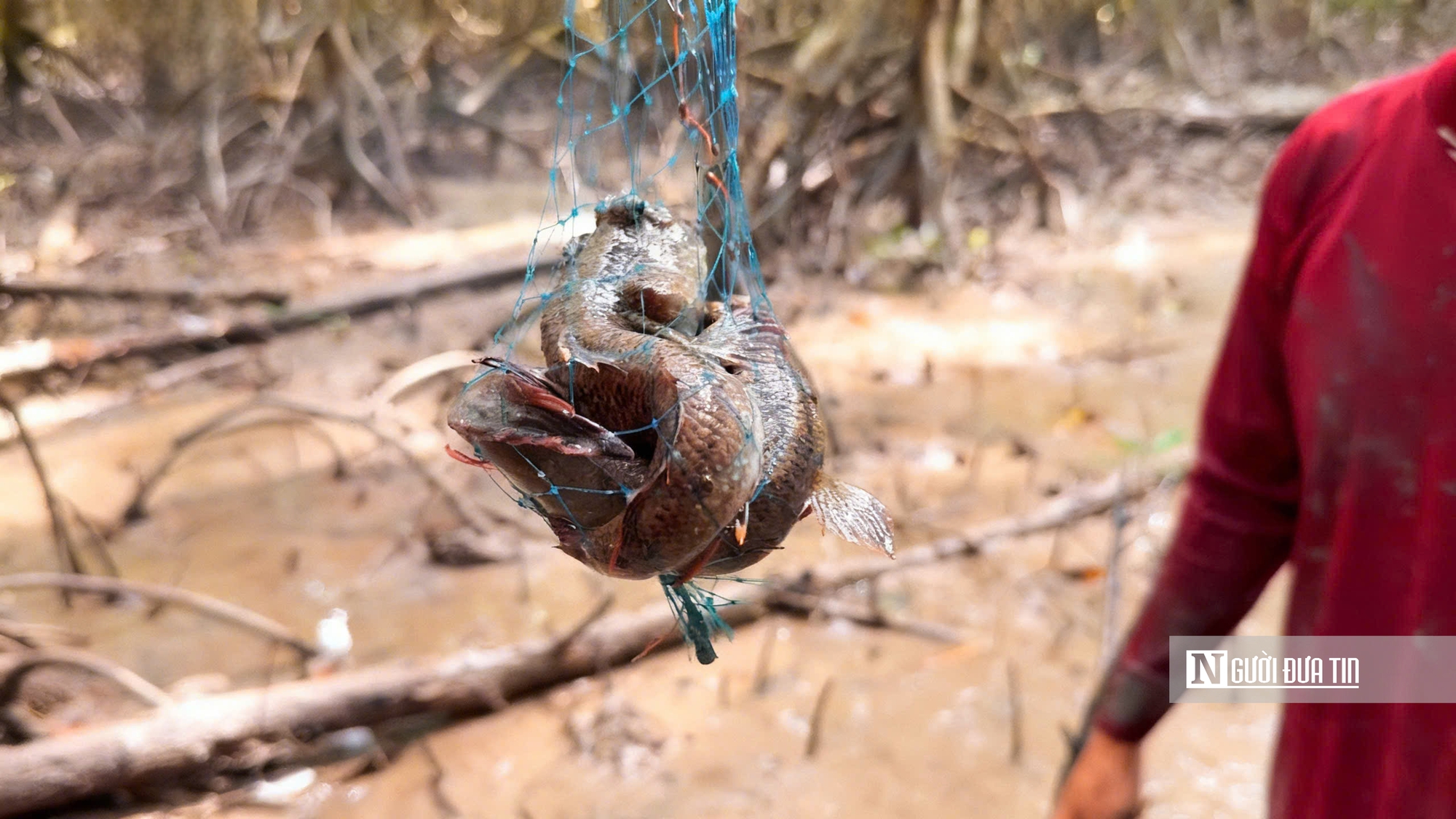 Theo chân ngư dân săn “cá biết bò” ở Đất Mũi- Ảnh 13. Theo chân ngư dân săn “cá biết bò” ở Đất Mũi- Ảnh 13.