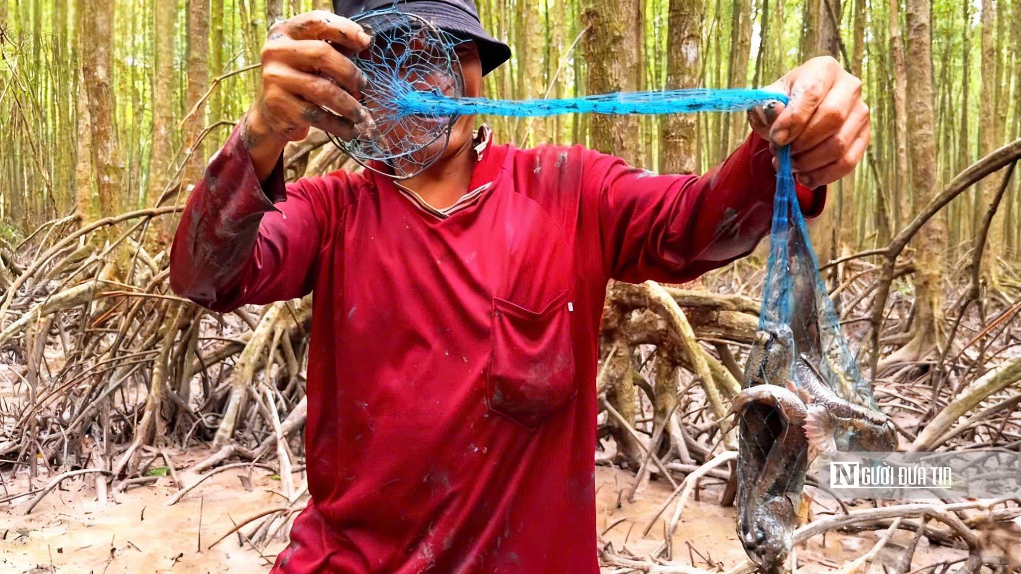 Theo chân ngư dân săn “cá biết bò” ở Đất Mũi- Ảnh 17. Theo chân ngư dân săn “cá biết bò” ở Đất Mũi- Ảnh 17.