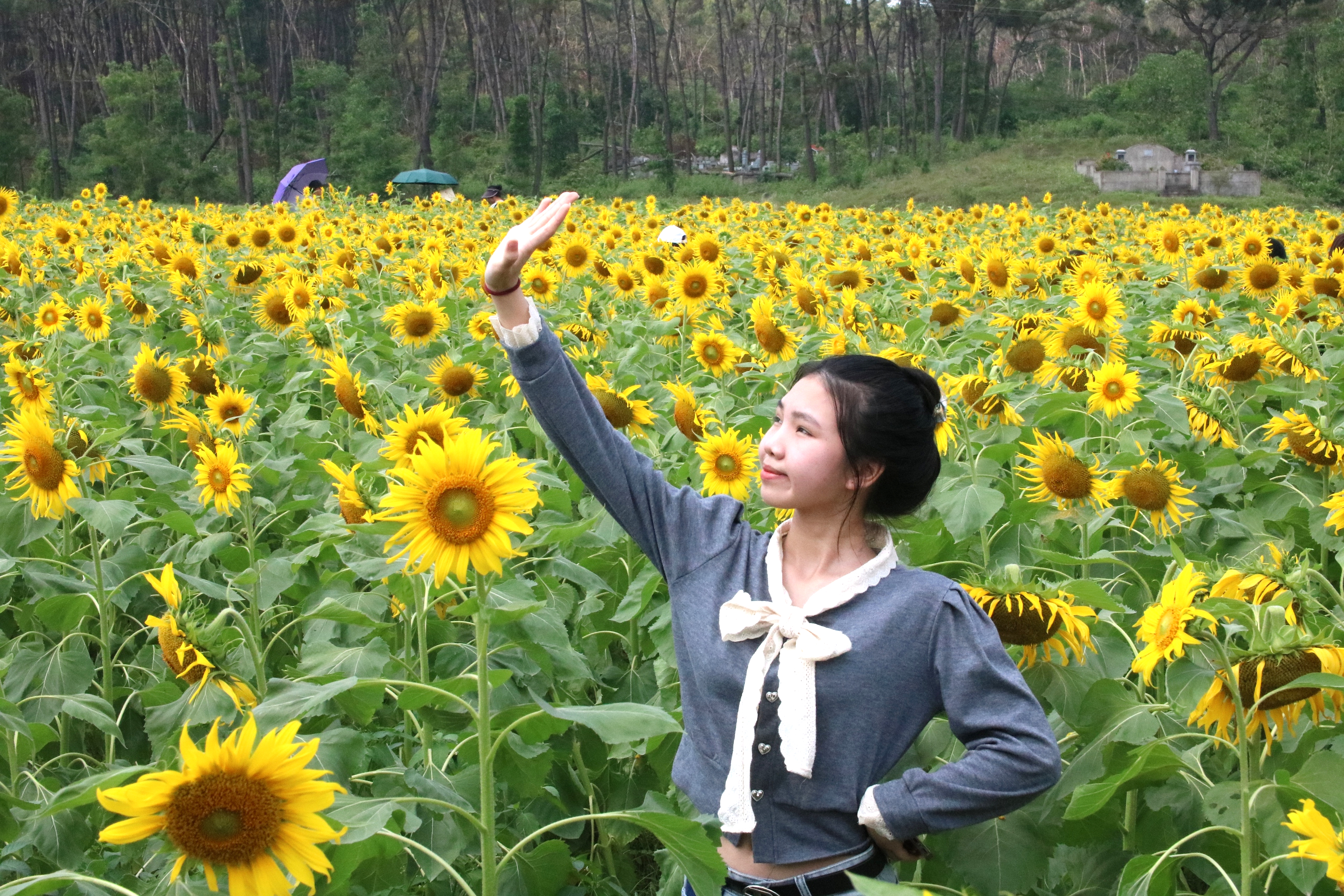 Mê mẩn vườn hoa hướng dương trên quê hương Bác Hồ 'hút' giới trẻ check-in- Ảnh 8.