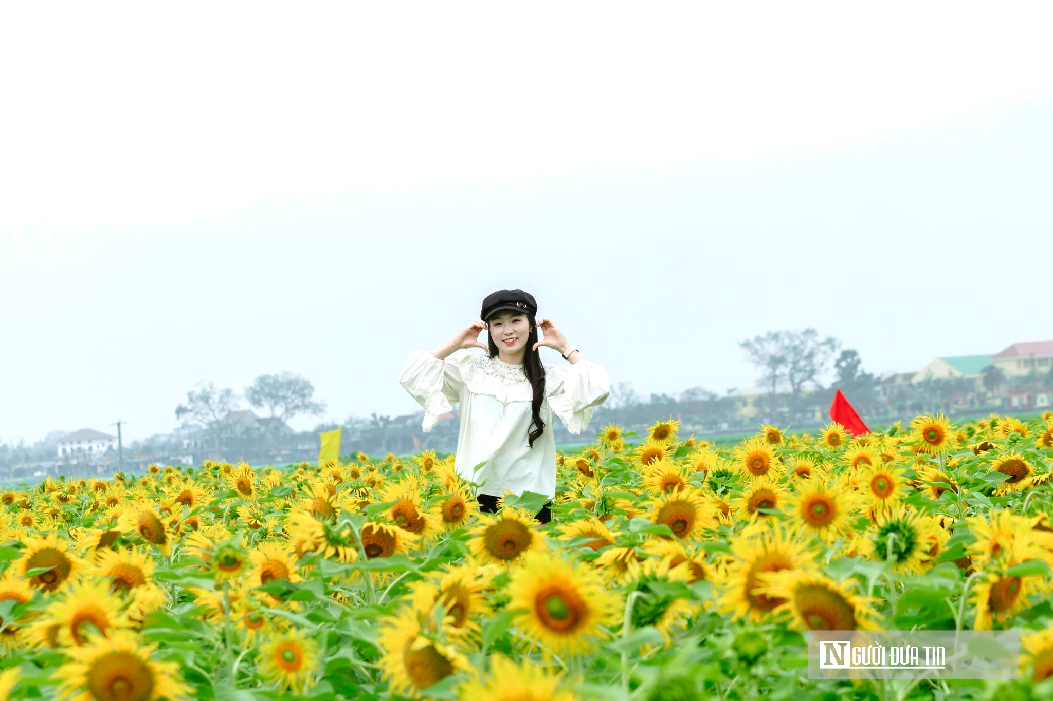 Mê mẩn vườn hoa hướng dương trên quê hương Bác Hồ 'hút' giới trẻ check-in- Ảnh 7.