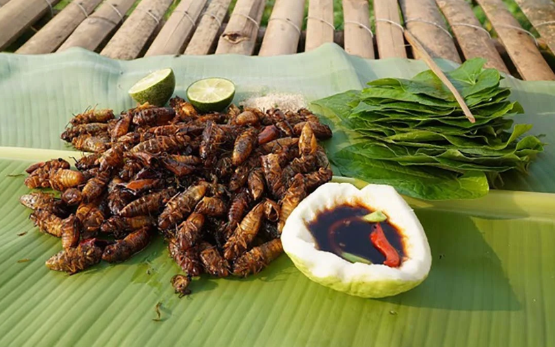 Ve Sầu Tây Bắc: Từ Tiếng Kêu Râm Ran Đến Đặc Sản Giòn Tan Trên Mâm Cơm