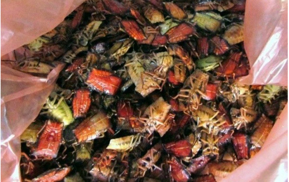 Con đặc sản nhiều người “sợ xanh mặt” lại thành đặc sản Tây Bắc tiền triệu, cách mày râu thích mê tít - Ảnh 3.