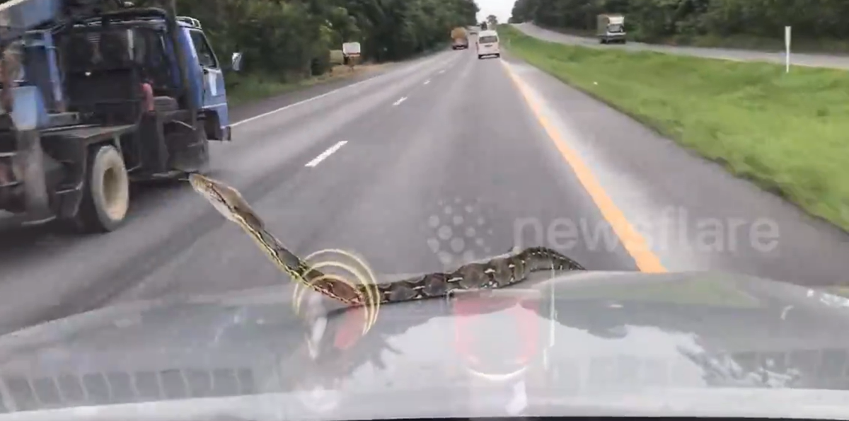 Đang lái xe, người đàn ông sốc khi phát hiện cảnh tượng "nổi da gà" trước mắt - Ảnh 1.