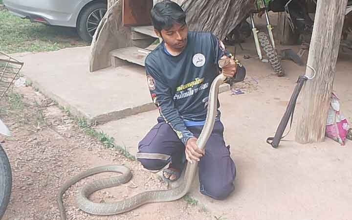 Rắn hổ mang chúa 3 mét ẩn trong động cơ xe ô tô ở Thái Lan