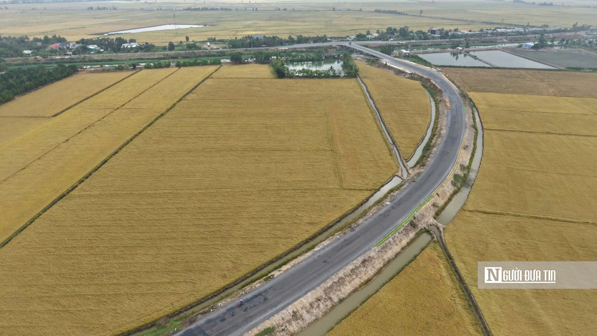 Nỗi lo “trúng mùa, hụt lãi” của nông dân vụ Đông Xuân- Ảnh 1.