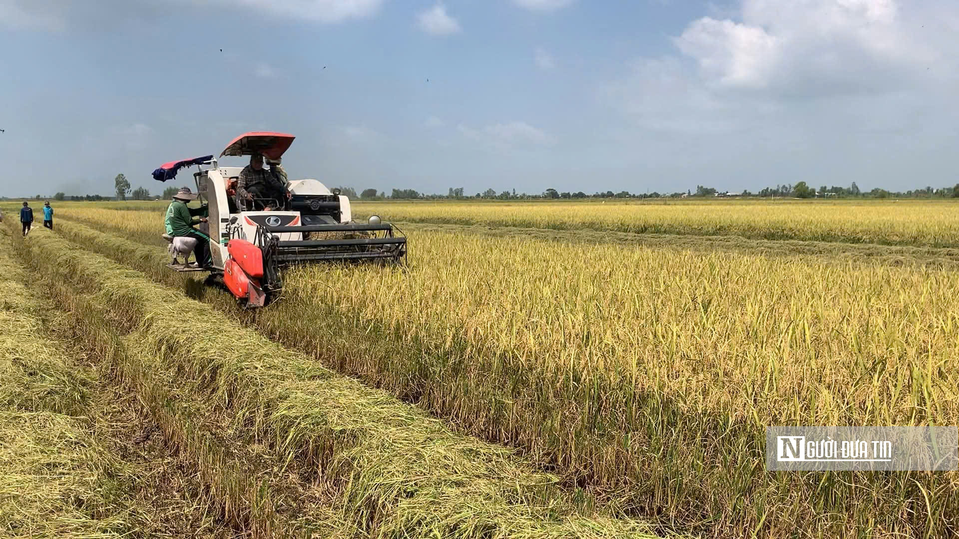 Nỗi lo “trúng mùa, hụt lãi” của nông dân vụ Đông Xuân- Ảnh 2.