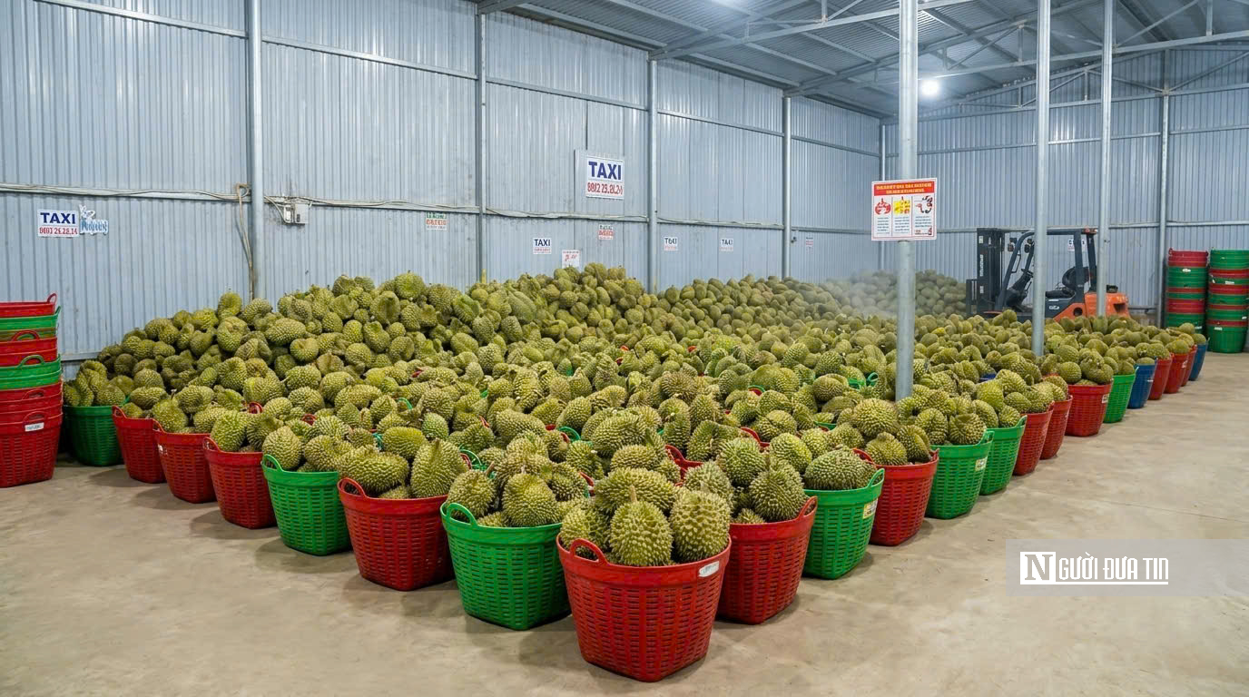 Giá sầu riêng giảm, nhà vườn và thương lái cùng “mắc kẹt”- Ảnh 1.