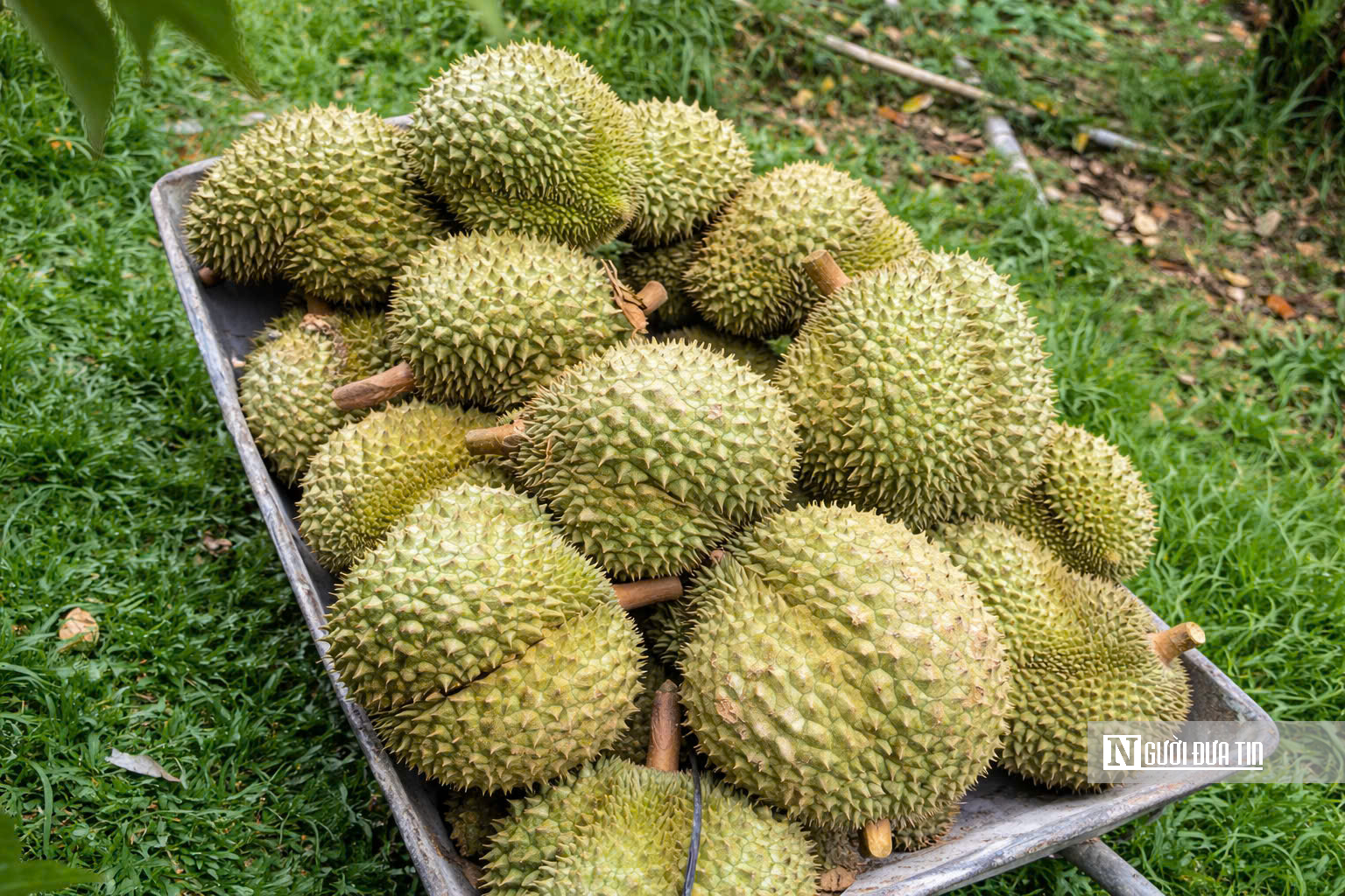 Giá sầu riêng giảm, nhà vườn và thương lái cùng “mắc kẹt”- Ảnh 2.