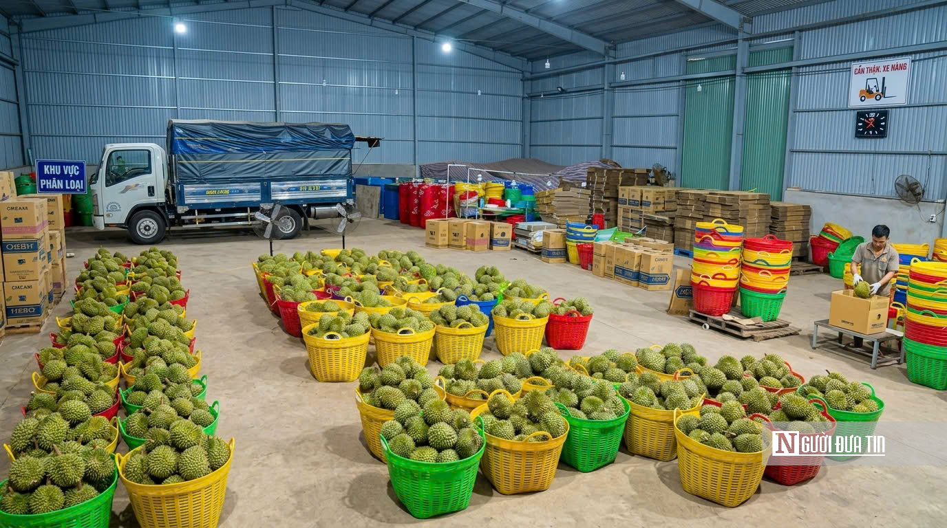 Giá sầu riêng giảm, nhà vườn và thương lái cùng “mắc kẹt”- Ảnh 4.