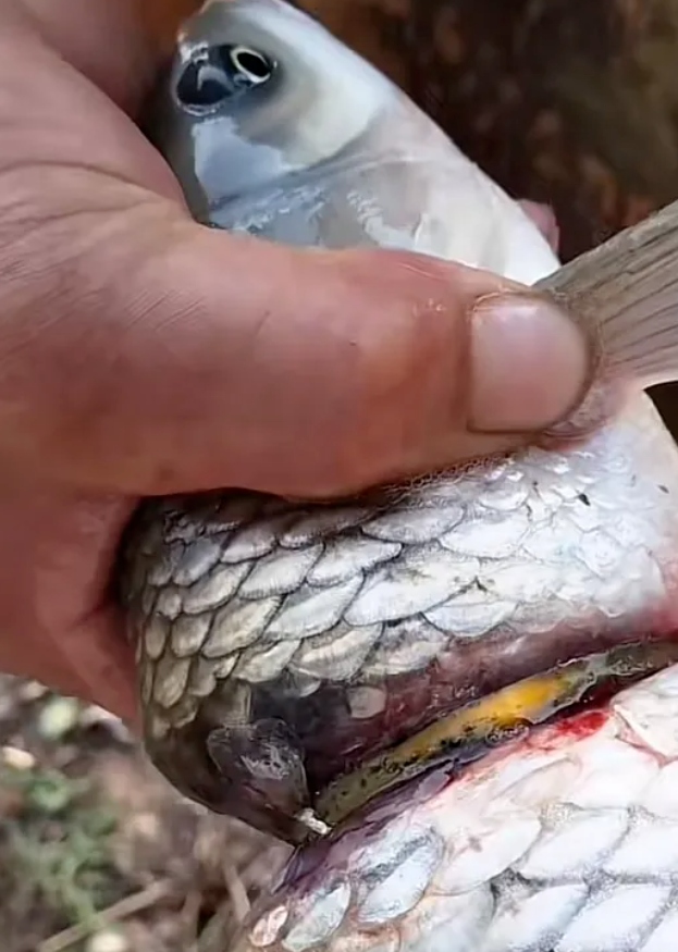 Cần thủ c&acirc;u được con c&aacute; đeo nhẫn v&agrave;ng tr&ecirc;n cơ thể - Ảnh 3.