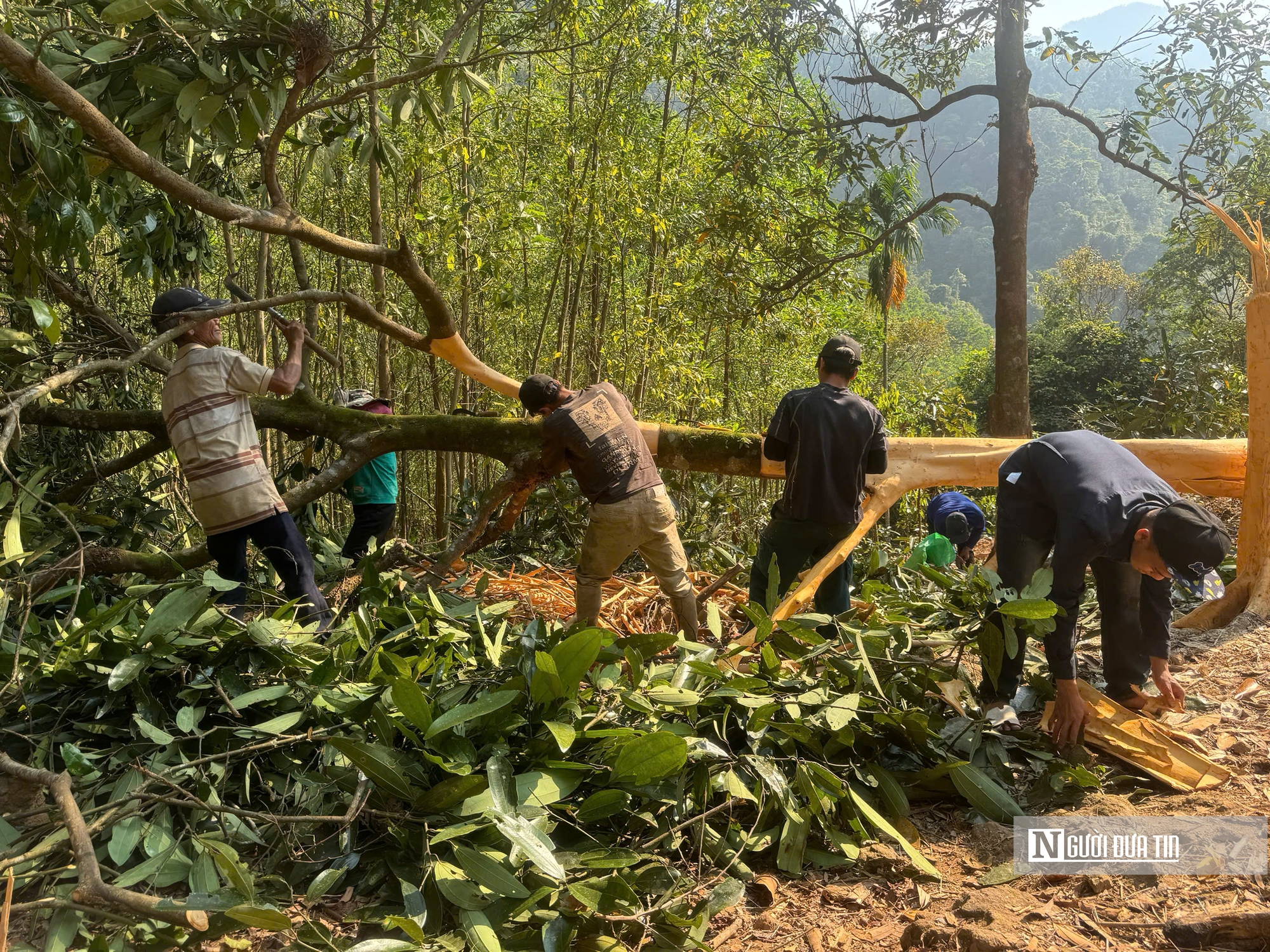 Đón “lộc rừng”, người dân miền núi Quảng Ngãi rộn ràng mùa thu hoạch- Ảnh 1.