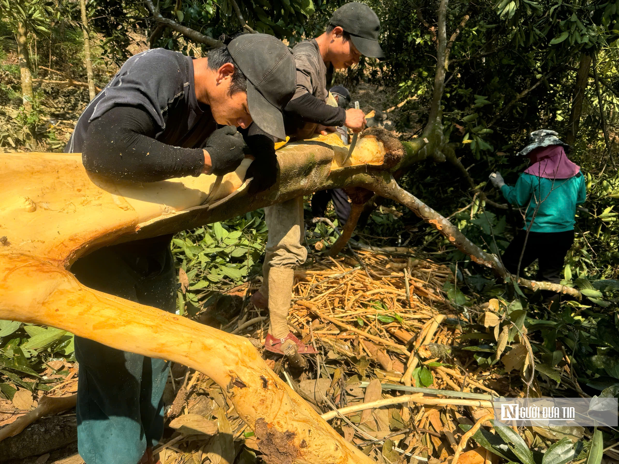 Đón “lộc rừng”, người dân miền núi Quảng Ngãi rộn ràng mùa thu hoạch- Ảnh 2.