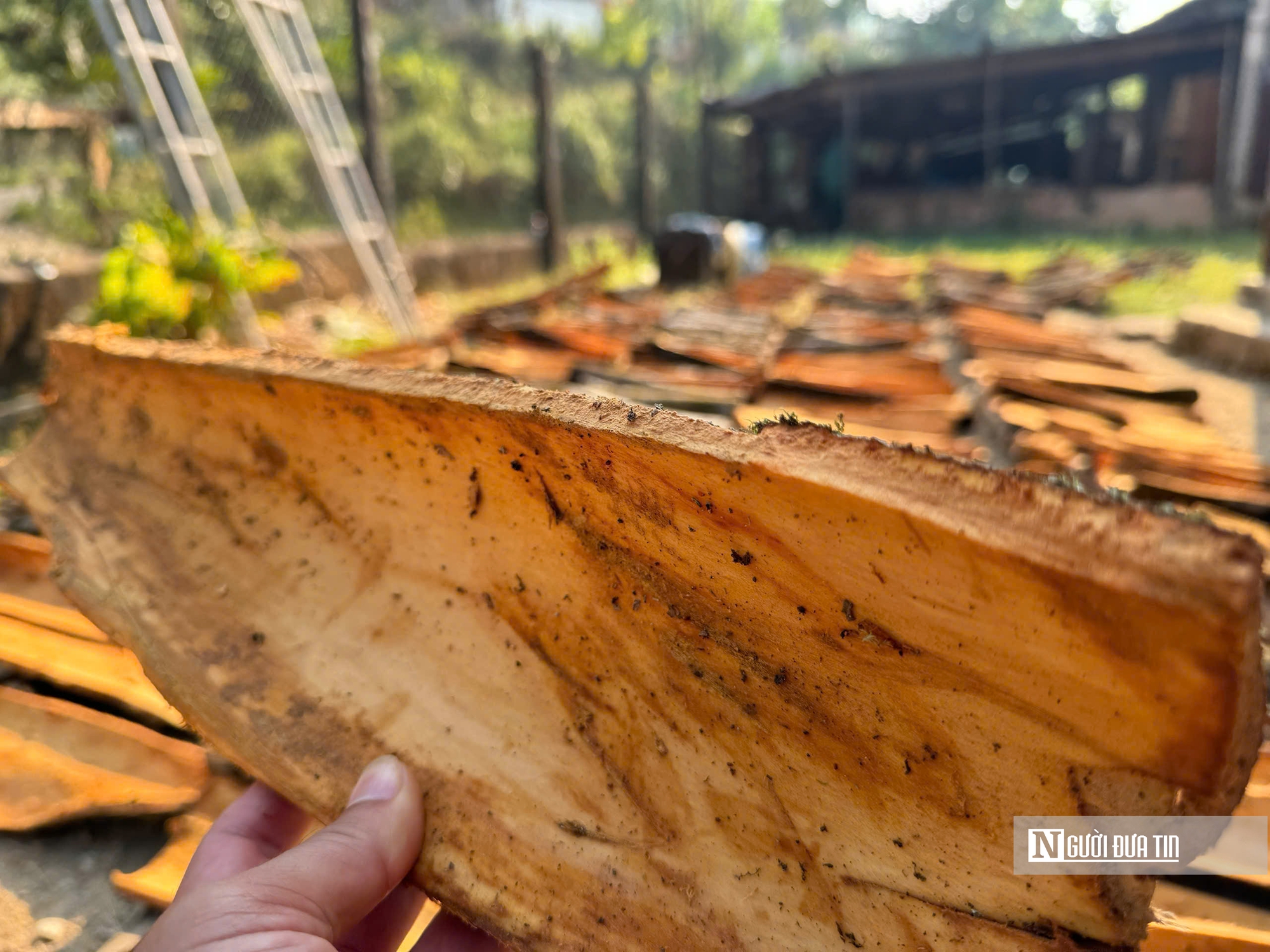 Đón “lộc rừng”, người dân miền núi Quảng Ngãi rộn ràng mùa thu hoạch- Ảnh 3.