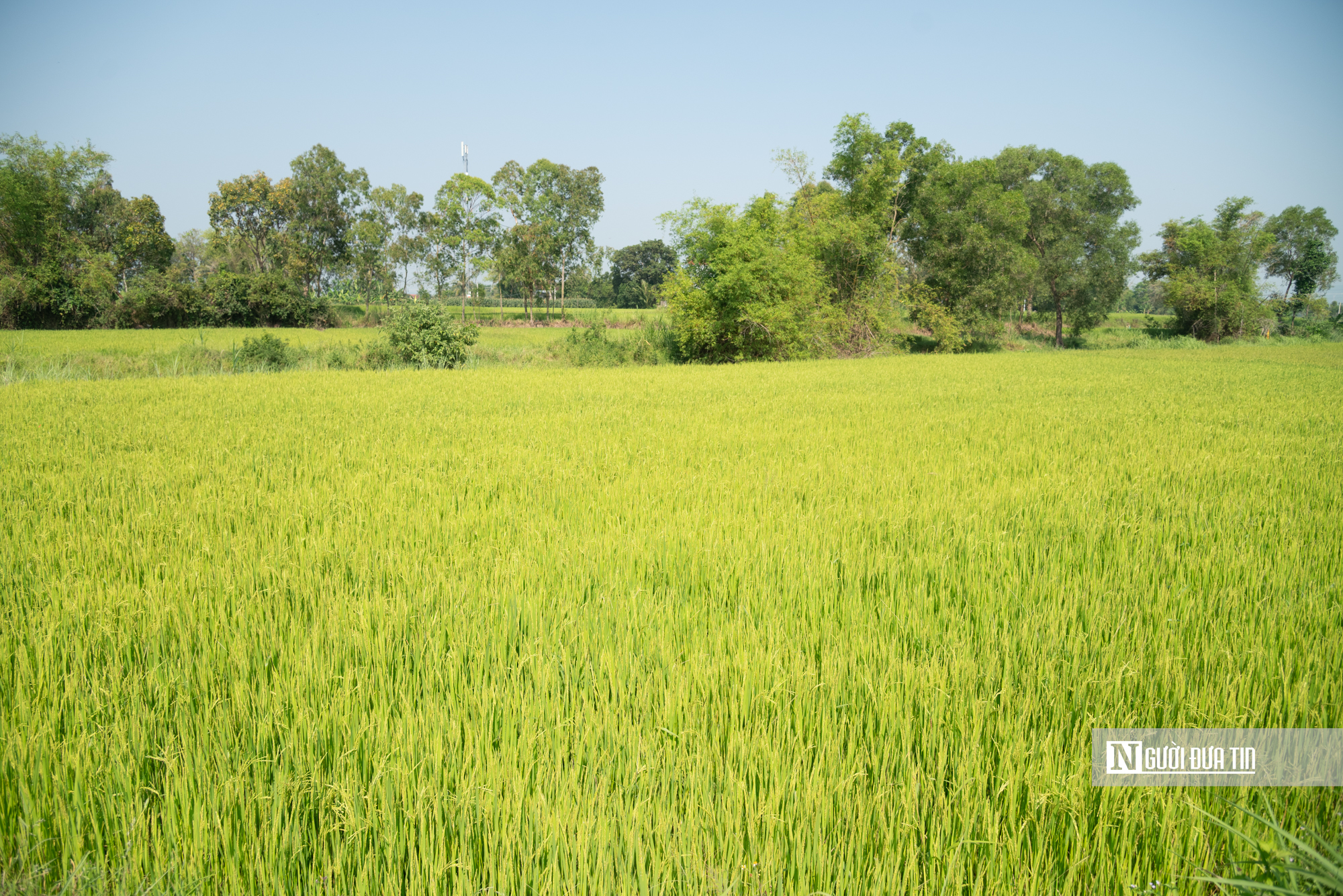 Đắk Lắk khẳng định không để lúa chết khô, duy trì các trạm bơm 24/24 đưa nước về các xứ đồng hạn- Ảnh 1. Đắk Lắk khẳng định không để lúa chết khô, duy trì các trạm bơm 24/24 đưa nước về các xứ đồng hạn- Ảnh 1.