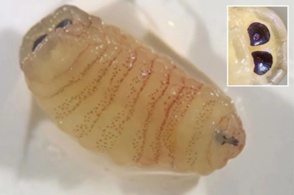 Người phụ nữ 58 tuổi 