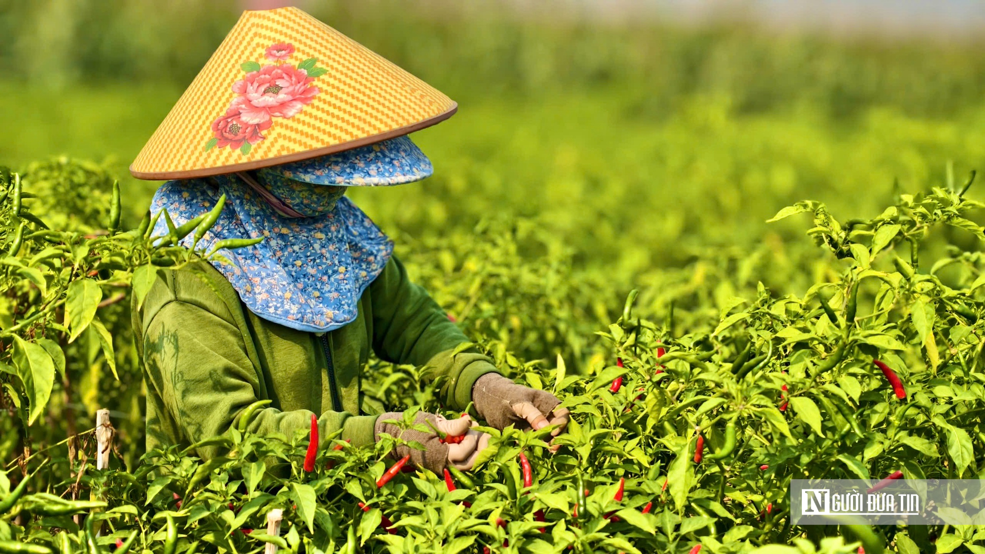 Được mùa mất giá, người trồng ớt Quảng Ngãi “ngồi trên lửa”- Ảnh 1.