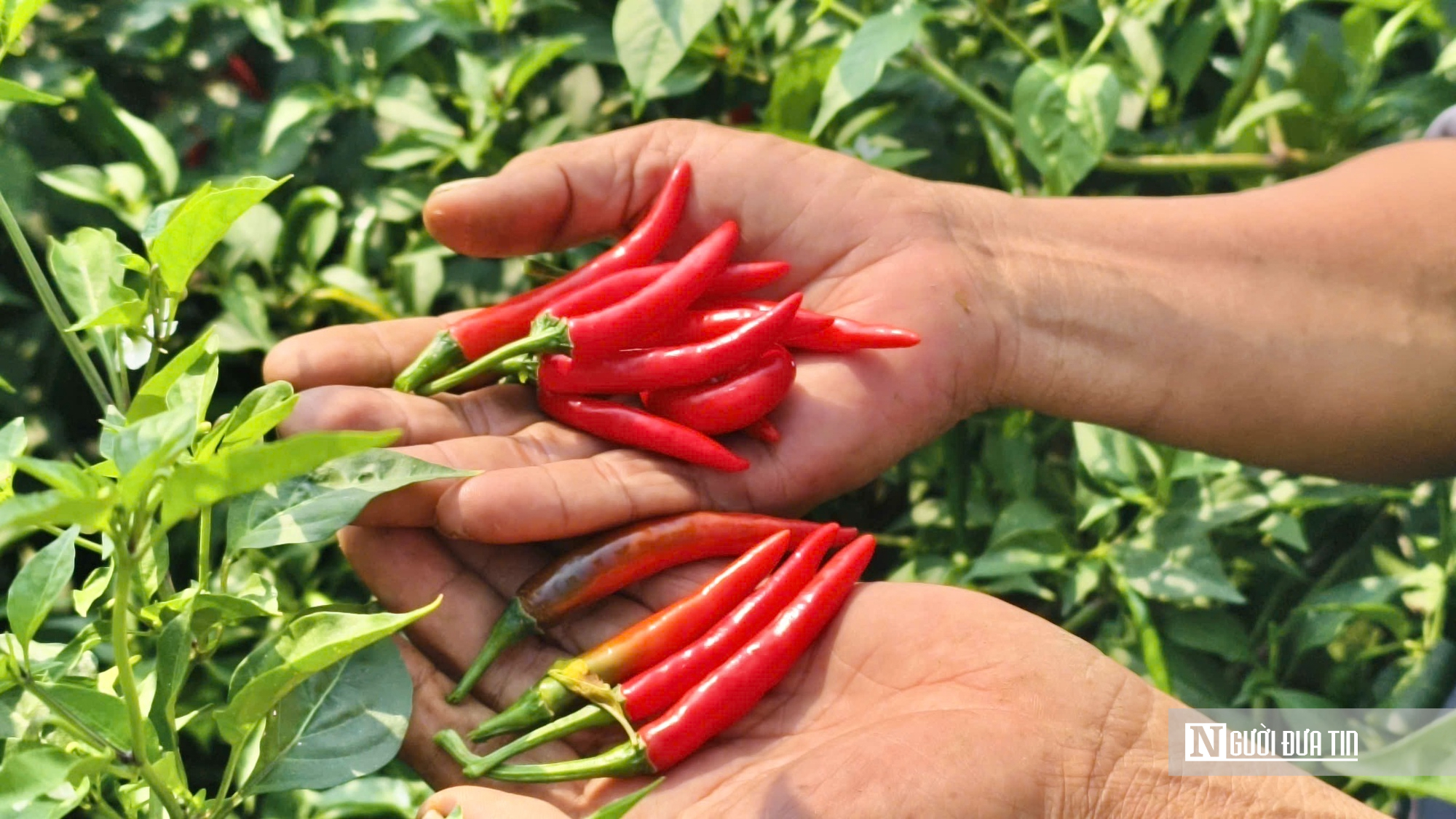 Được mùa mất giá, người trồng ớt Quảng Ngãi “ngồi trên lửa”- Ảnh 3.