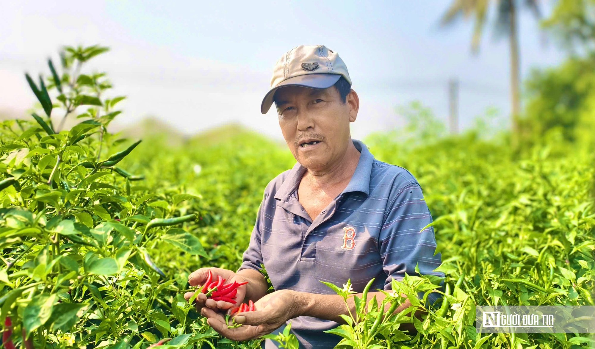 Được mùa mất giá, người trồng ớt Quảng Ngãi “ngồi trên lửa”- Ảnh 4.