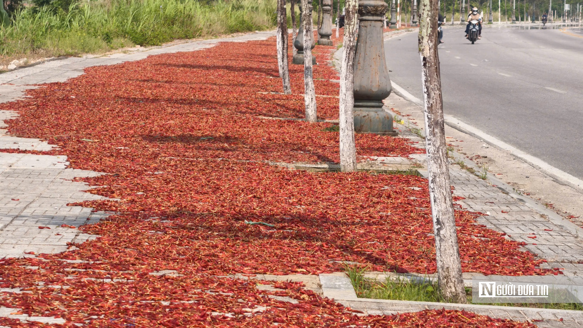 Được mùa mất giá, người trồng ớt Quảng Ngãi “ngồi trên lửa”- Ảnh 8.