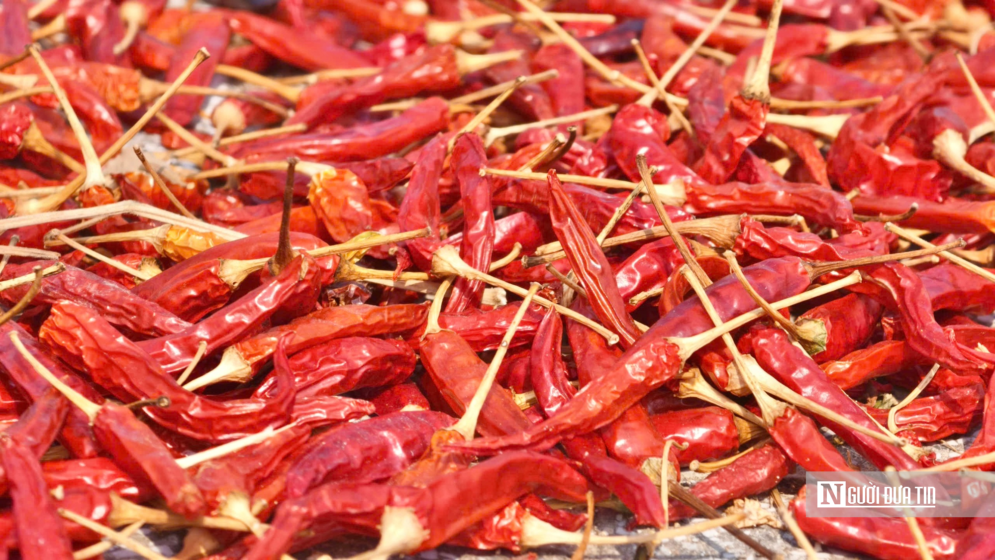 Được mùa mất giá, người trồng ớt Quảng Ngãi “ngồi trên lửa”- Ảnh 10.