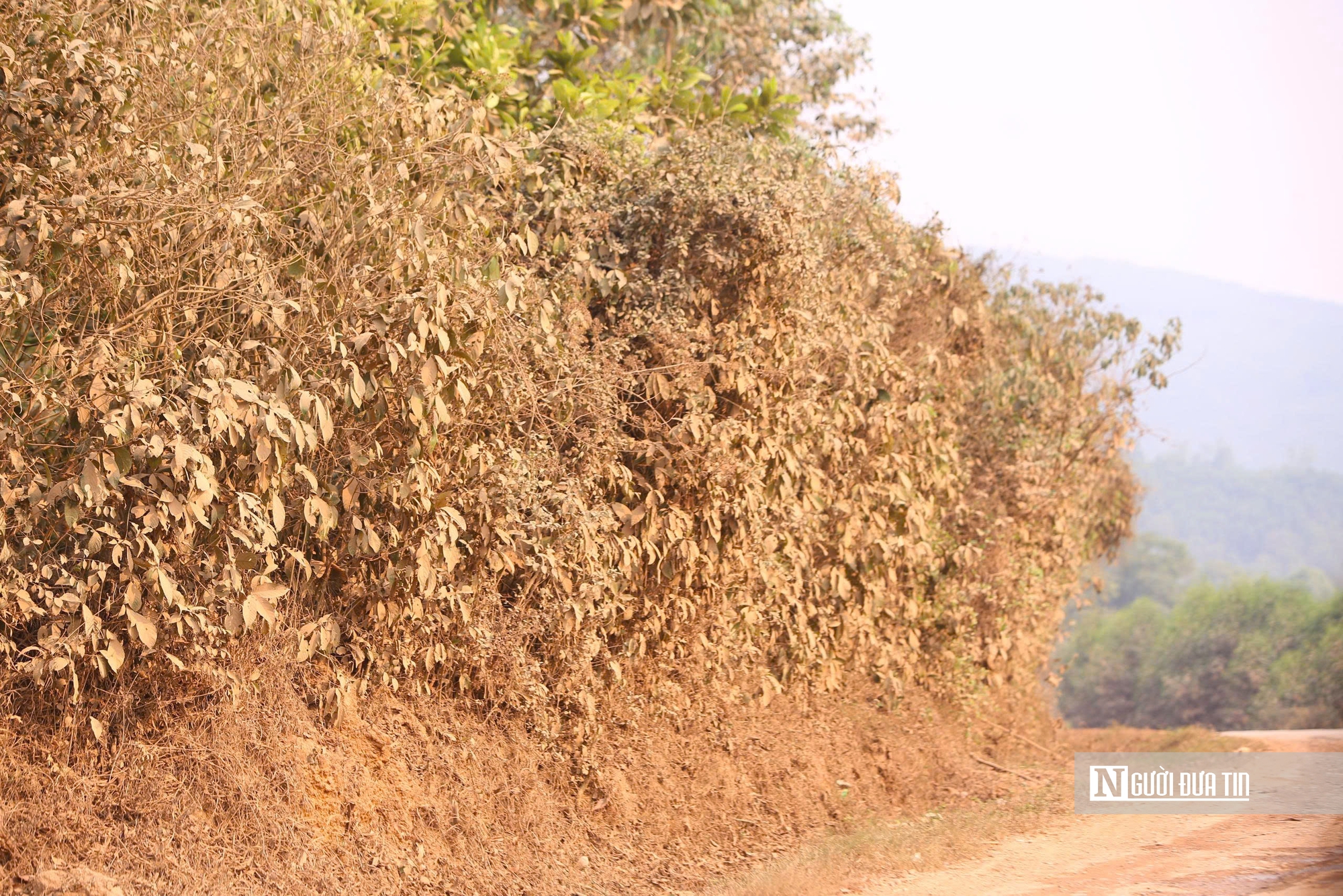 Tai nạn thương tâm, CSGT vào cuộc xử lý dàn xe Howo gây ám ảnh với người dân- Ảnh 7.