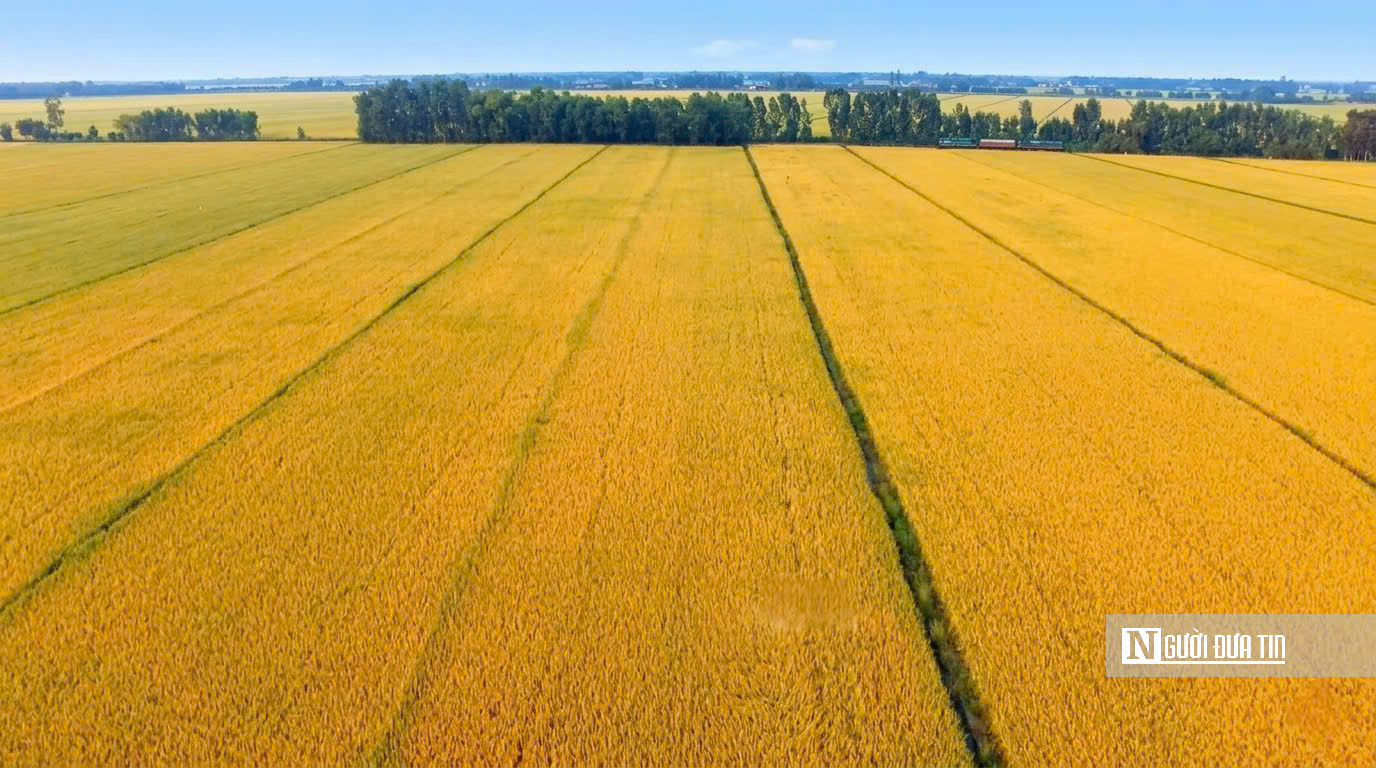 Choáng ngợp sắc vàng trải dài bất tận tại Đồng Tháp Mười  - Ảnh 1.