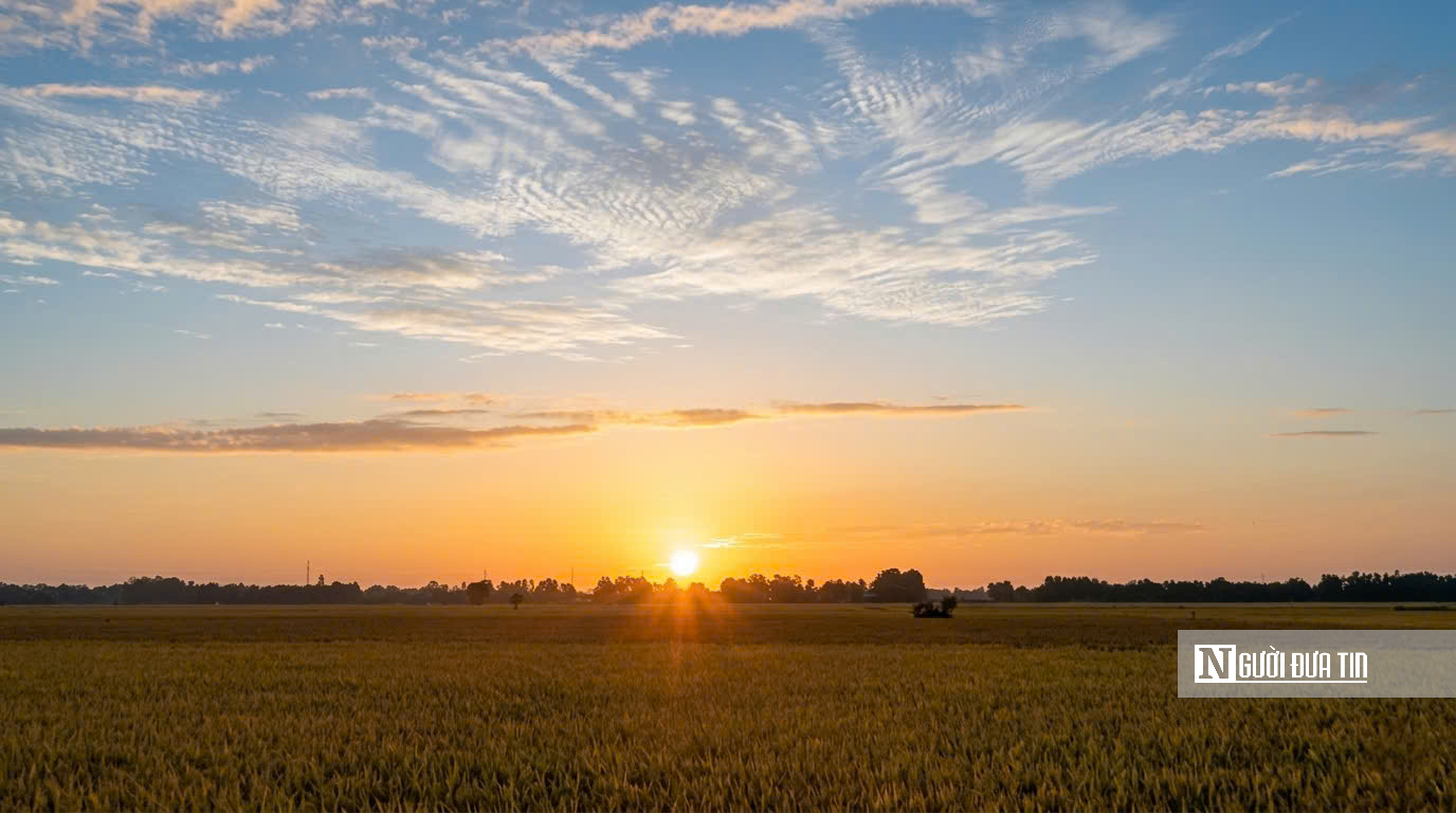 Choáng ngợp sắc vàng trải dài bất tận tại Đồng Tháp Mười  - Ảnh 3.