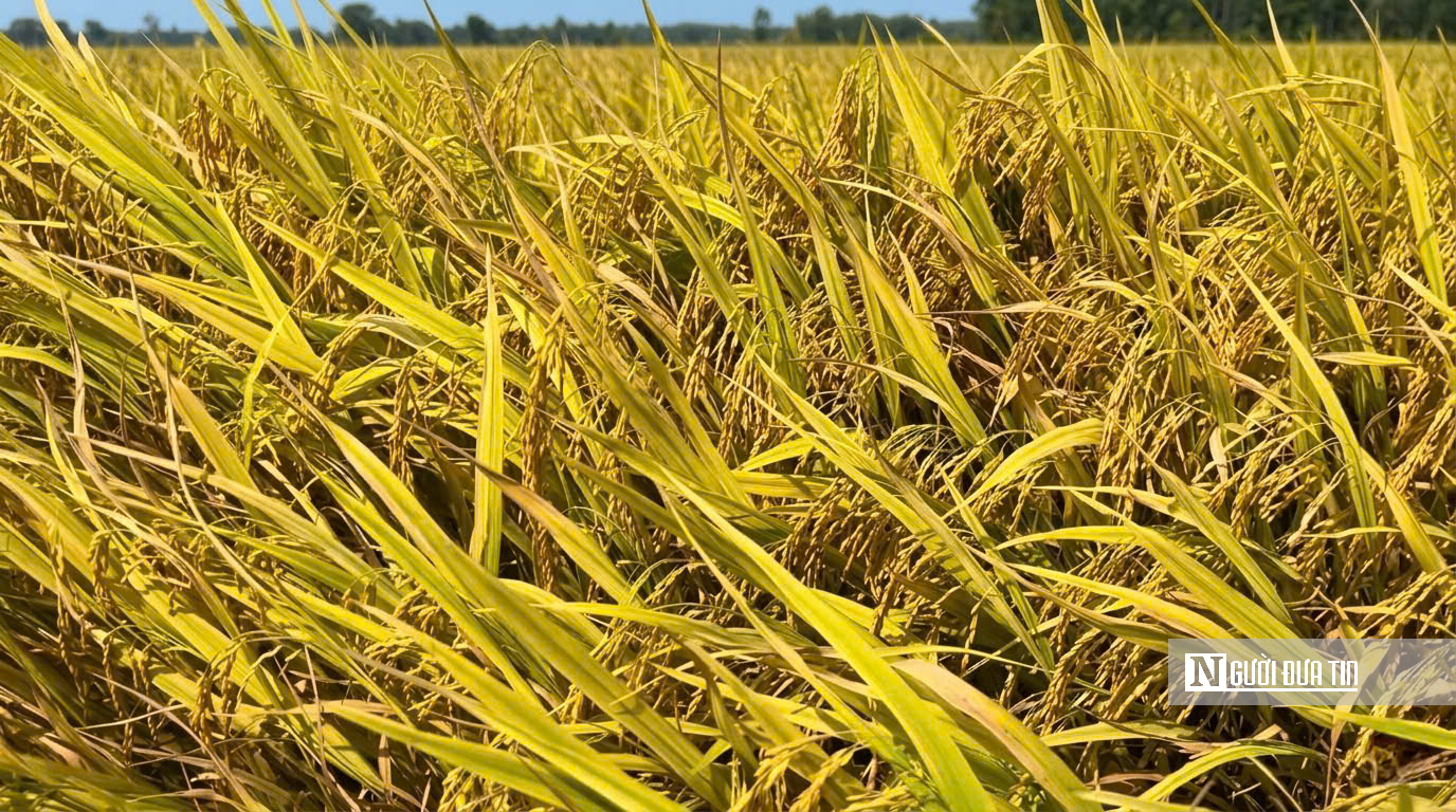 Choáng ngợp sắc vàng trải dài bất tận tại Đồng Tháp Mười  - Ảnh 4.