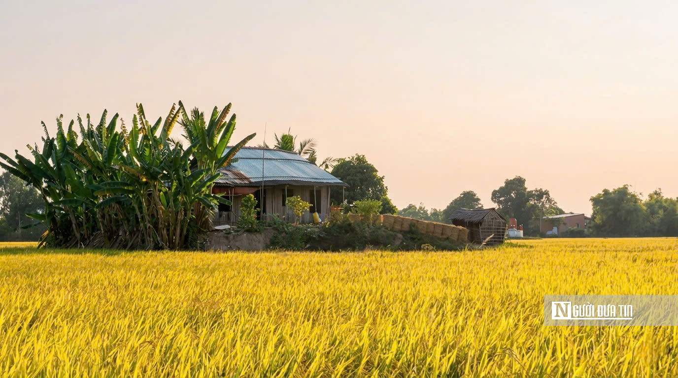 Choáng ngợp sắc vàng trải dài bất tận tại Đồng Tháp Mười  - Ảnh 5.