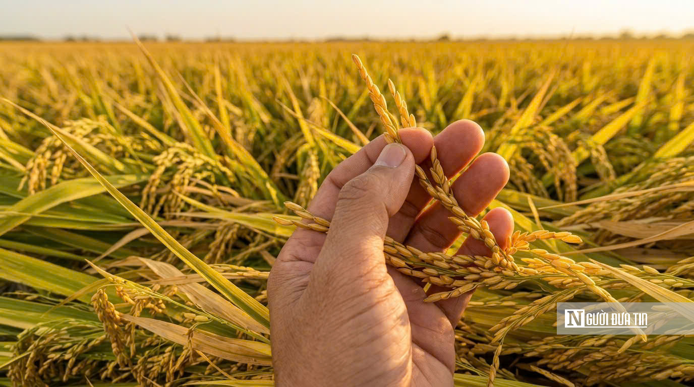 Choáng ngợp sắc vàng trải dài bất tận tại Đồng Tháp Mười  - Ảnh 6.