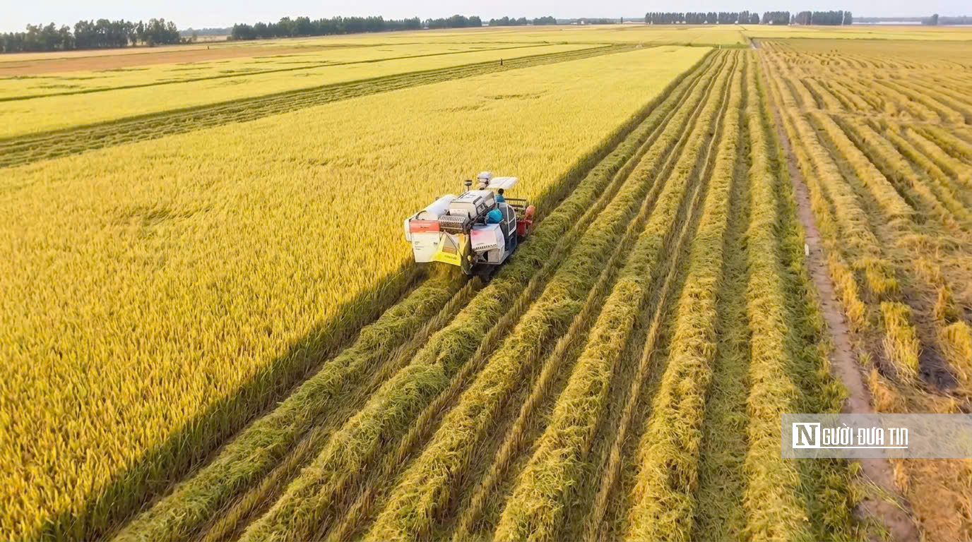 Choáng ngợp sắc vàng trải dài bất tận tại Đồng Tháp Mười  - Ảnh 8.