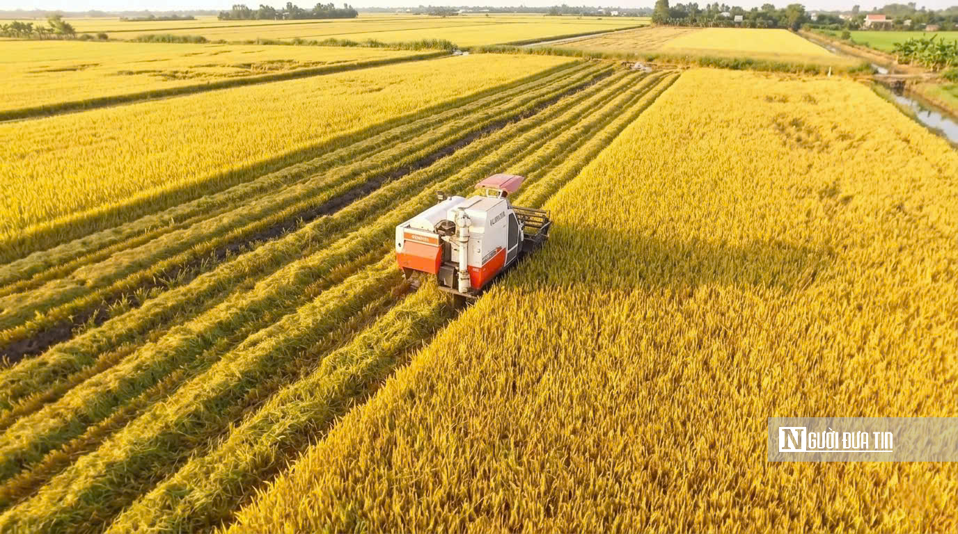 Choáng ngợp sắc vàng trải dài bất tận tại Đồng Tháp Mười  - Ảnh 9.