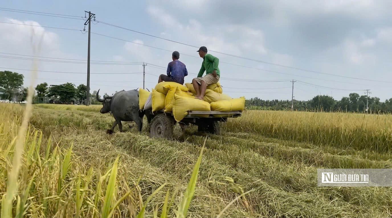 Choáng ngợp sắc vàng trải dài bất tận tại Đồng Tháp Mười  - Ảnh 10.