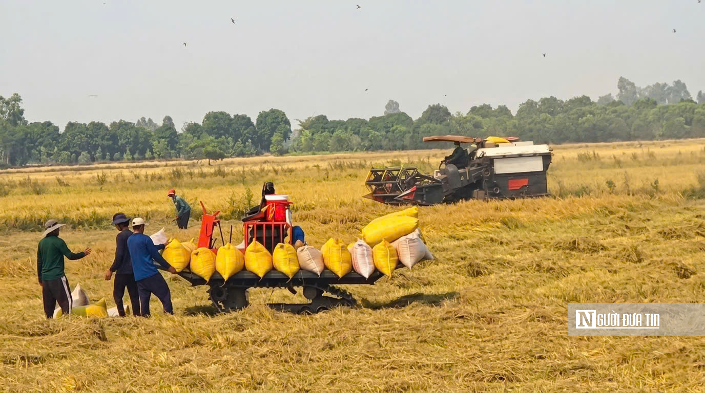 Choáng ngợp sắc vàng trải dài bất tận tại Đồng Tháp Mười  - Ảnh 11.