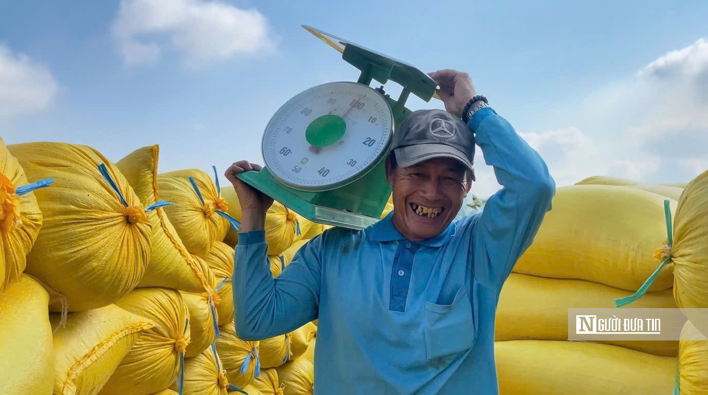 Choáng ngợp sắc vàng trải dài bất tận tại Đồng Tháp Mười  - Ảnh 12.