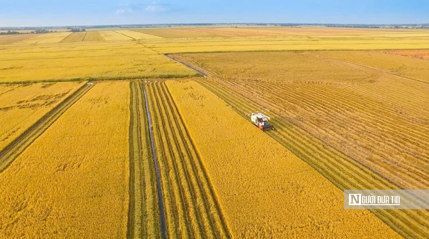 Choáng ngợp sắc vàng trải dài bất tận tại Đồng Tháp Mười  - Ảnh 19.