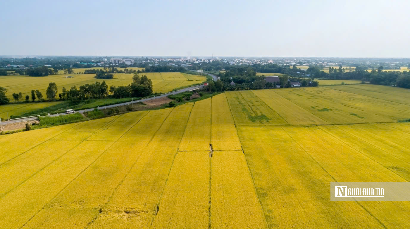 Choáng ngợp sắc vàng trải dài bất tận tại Đồng Tháp Mười  - Ảnh 21.