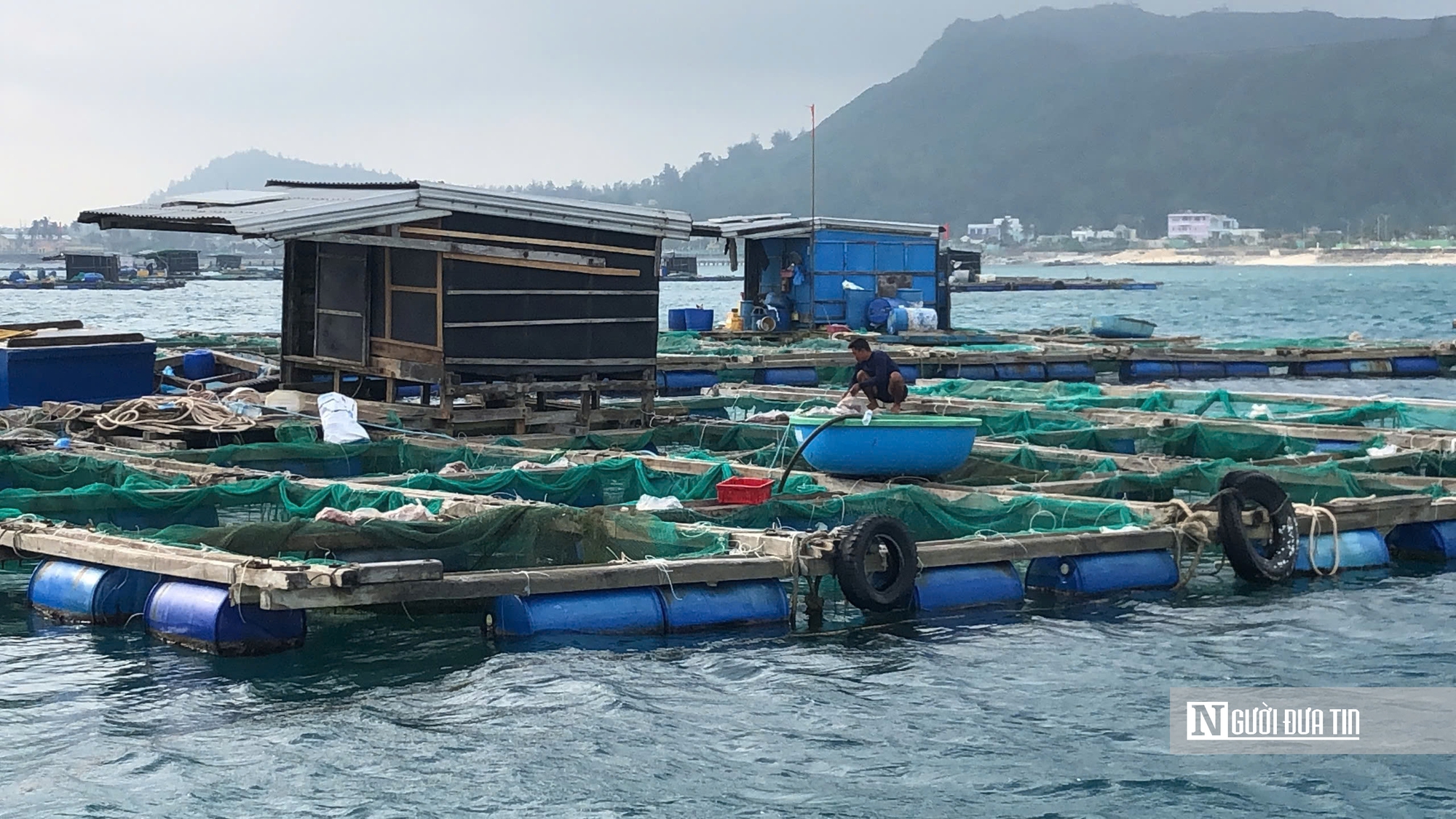 C&aacute; bớp nu&ocirc;i lồng b&egrave; ở L&yacute; Sơn chết h&agrave;ng loạt, người nu&ocirc;i thiệt hại hơn 16 tỷ- Ảnh 1.