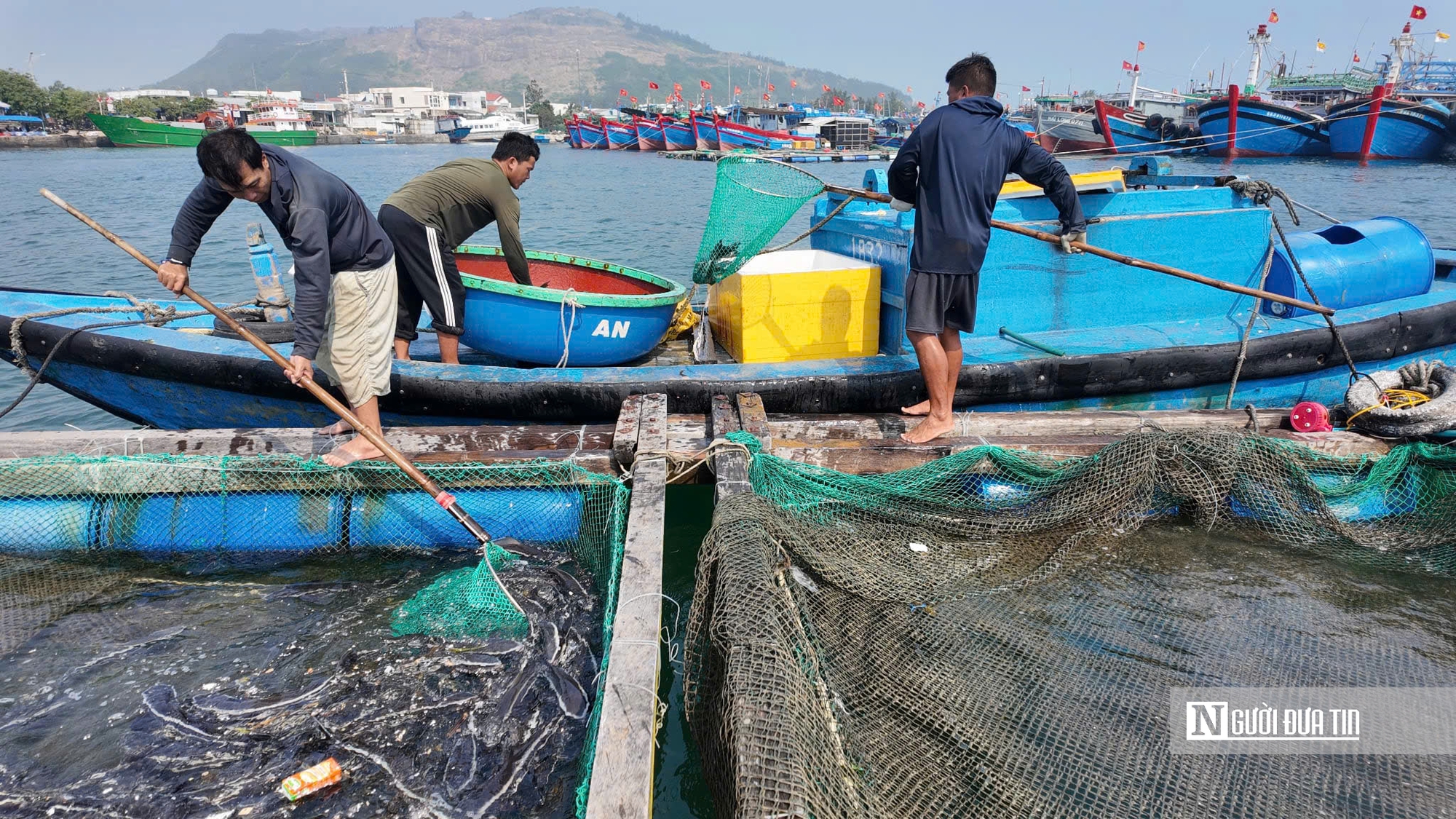 C&aacute; bớp nu&ocirc;i lồng b&egrave; ở L&yacute; Sơn chết h&agrave;ng loạt, người nu&ocirc;i thiệt hại hơn 16 tỷ- Ảnh 2.