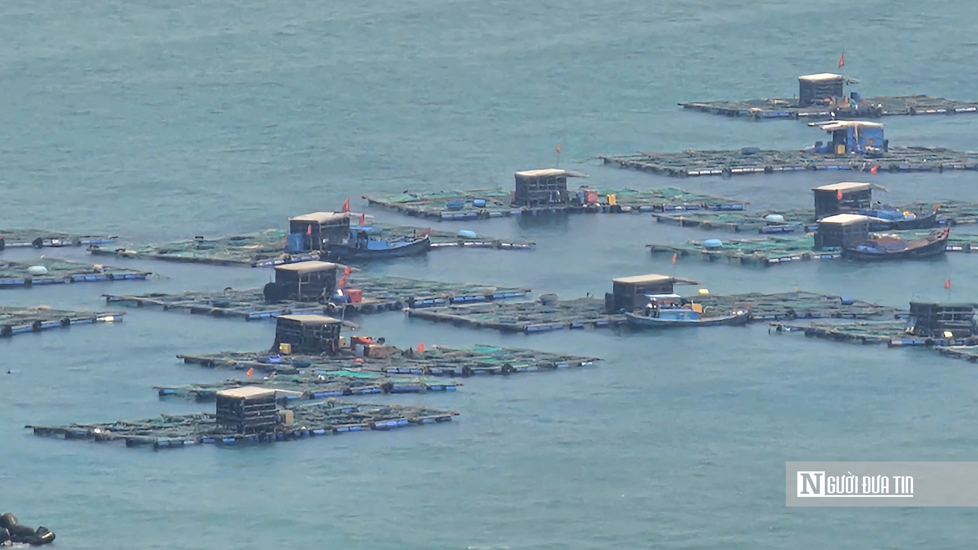 C&aacute; bớp nu&ocirc;i lồng b&egrave; ở L&yacute; Sơn chết h&agrave;ng loạt, người nu&ocirc;i thiệt hại hơn 16 tỷ- Ảnh 6.